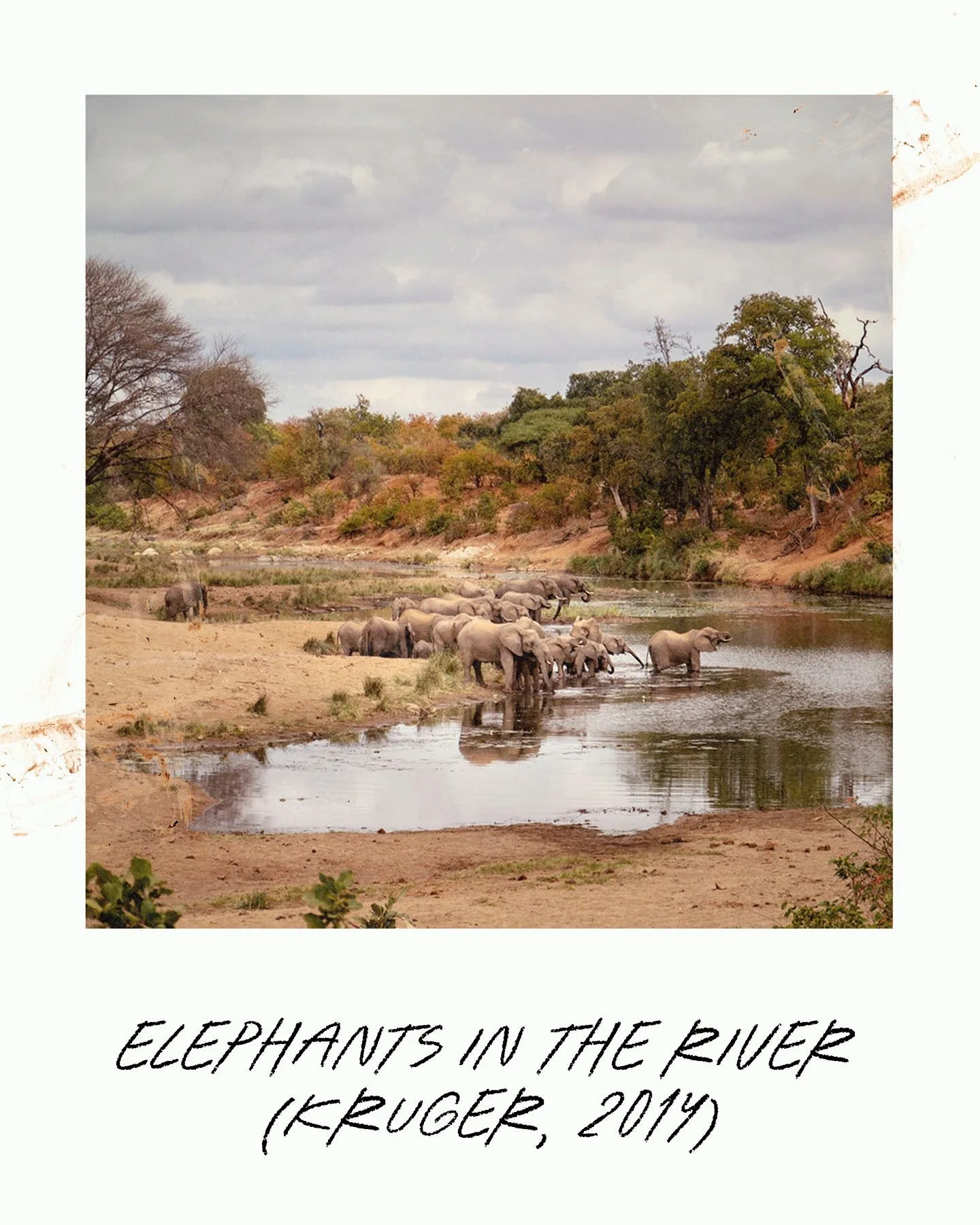Another little polaroid - this one was taken during a guided walk we were taking through Kruger National Park. A tough but unforgettable experience where we saw some amazing animals and had a particularly scary/cool/wonderous experience with an eleph