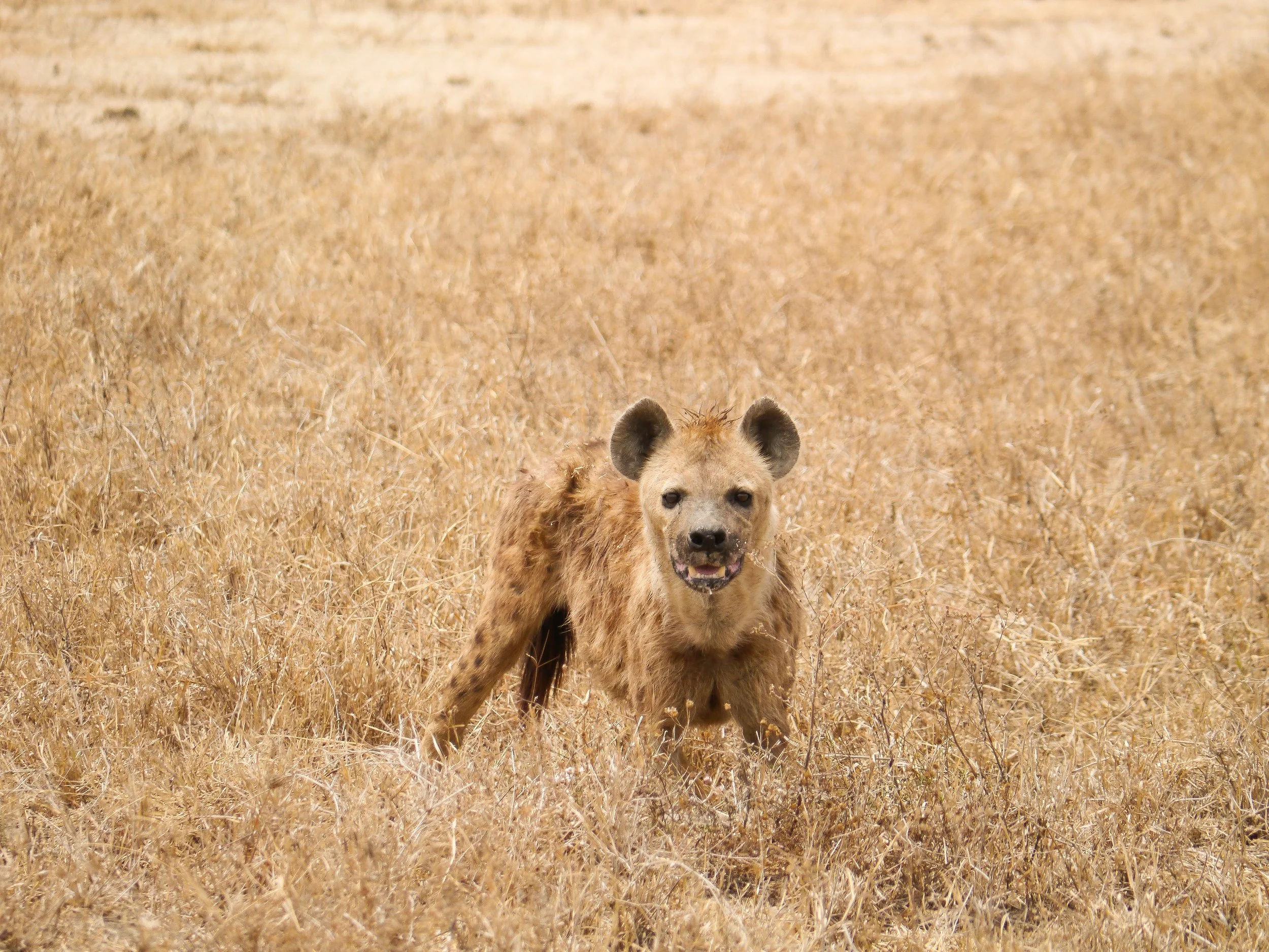Hyena.jpg