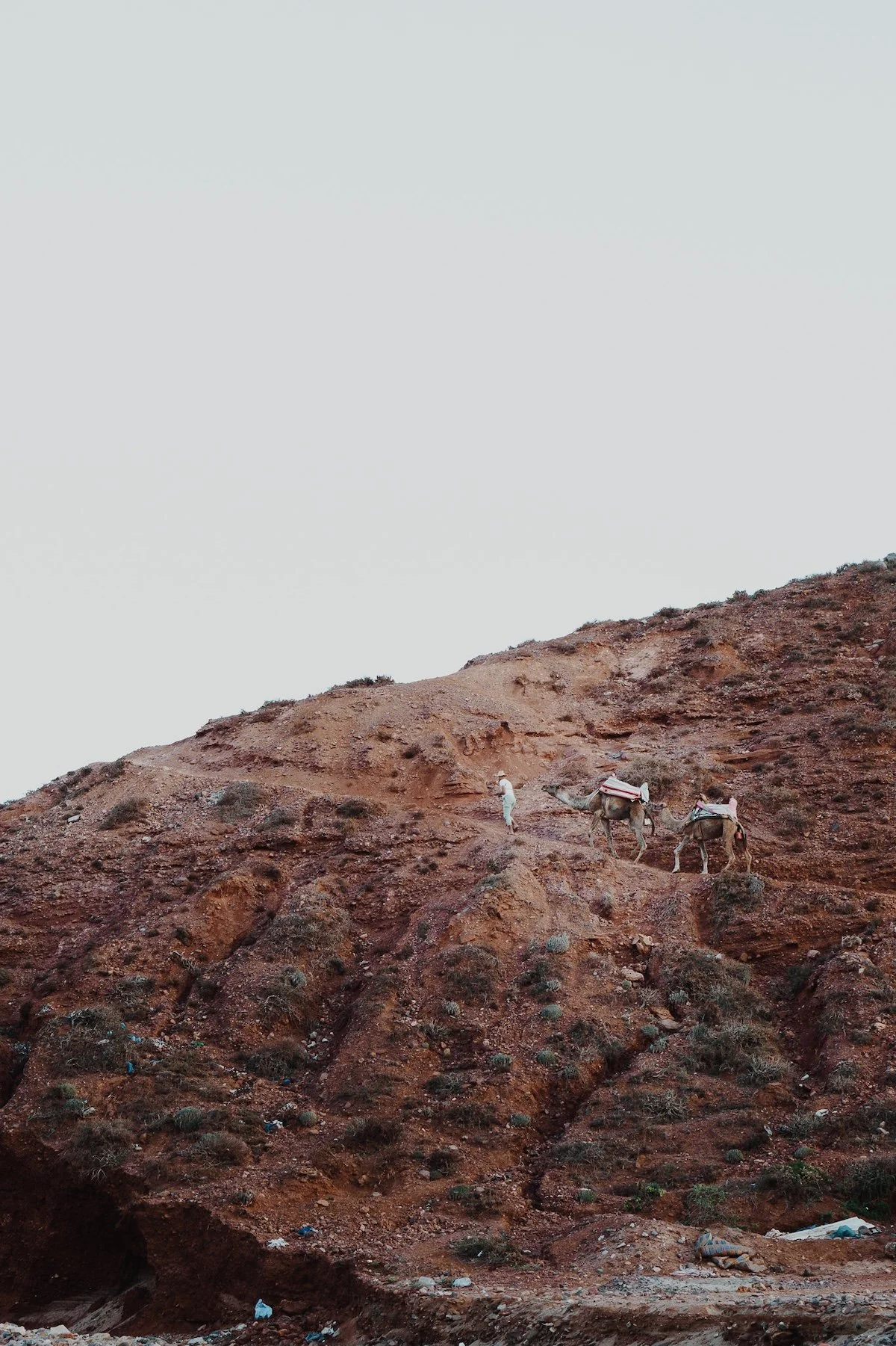 A person leading two camels up a dry, reddish-brown hillside with sparse vegetation, under a clear, light-colored sky.