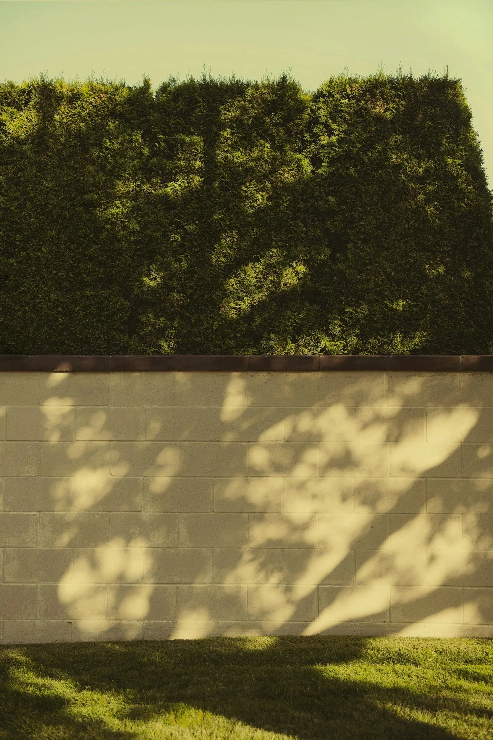 A concrete block wall with shadows of tree branches and leaves, with a large green bush and a clear sky in the background.