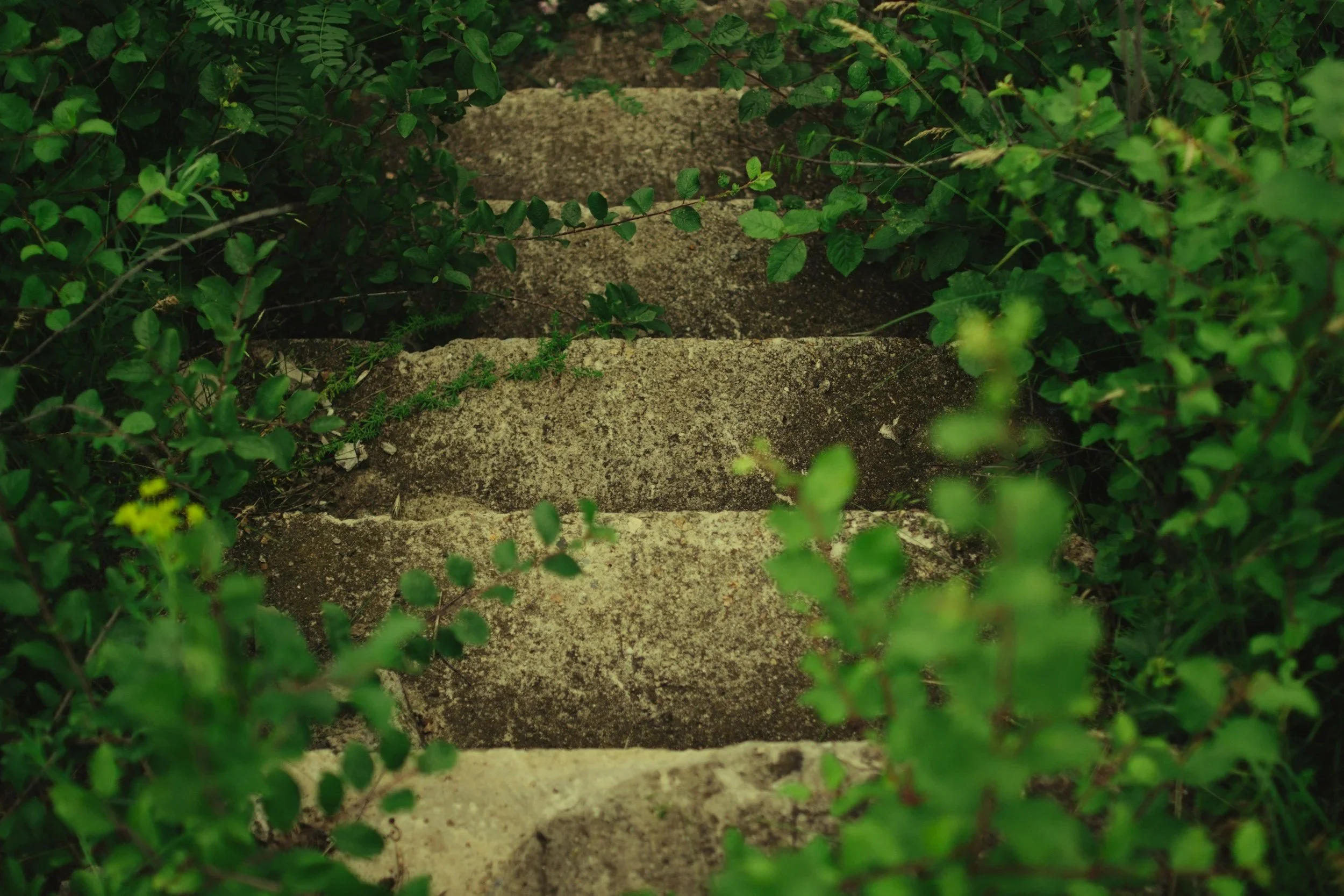 Stone steps surrounded by green bushes and plants.