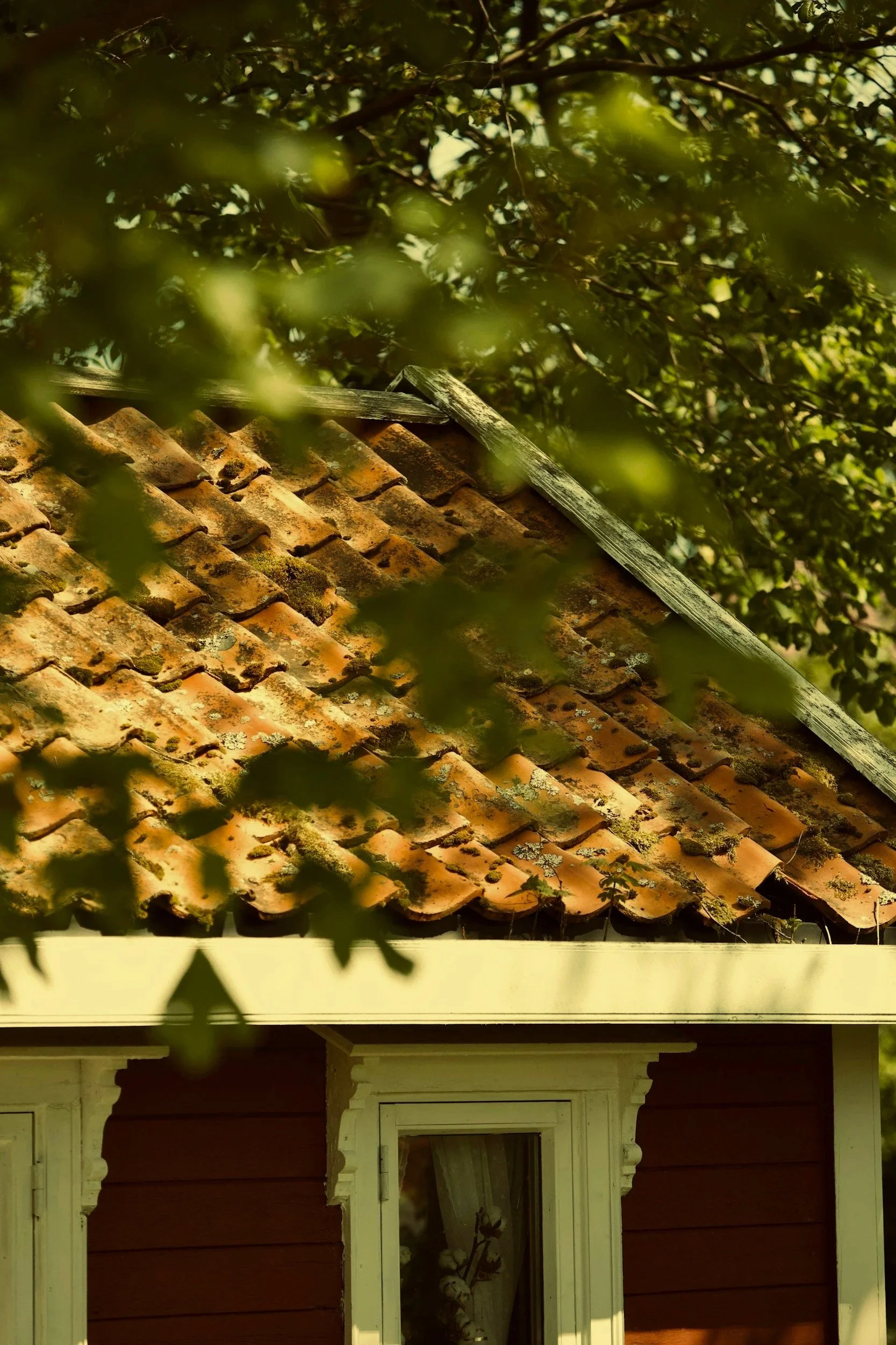 Close-up of a weathered, red tiled roof with moss and lichen, partially obscured by tree branches and leaves of a nearby tree, with a window and white trim visible on a red house.