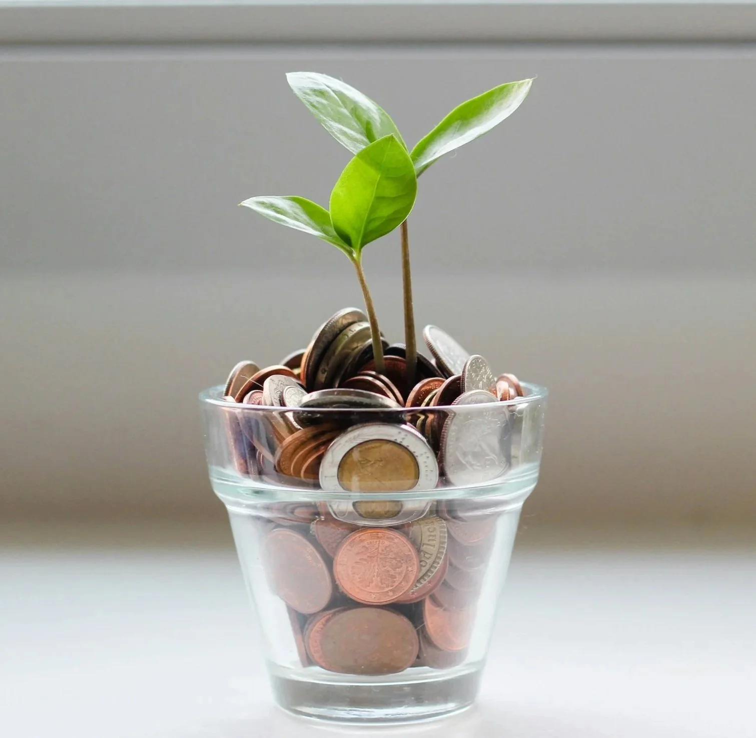 Glaskruka fyllt med pengar och en grön planta