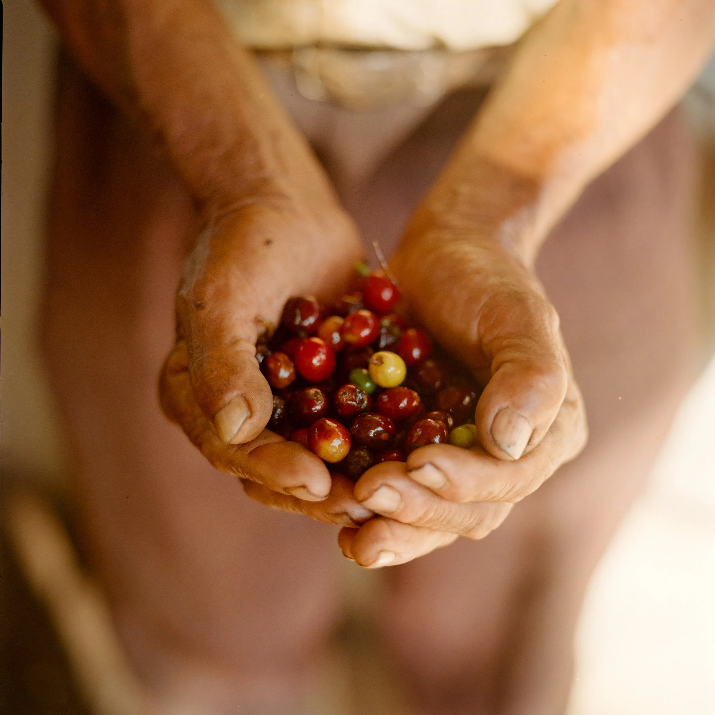 240312_COFFEE_Guat_HIRES-093.jpg