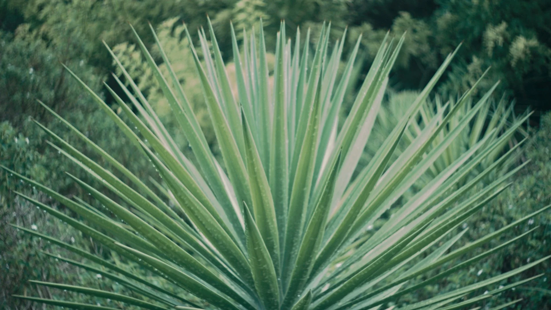 Flora_01_04_33_08.jpg