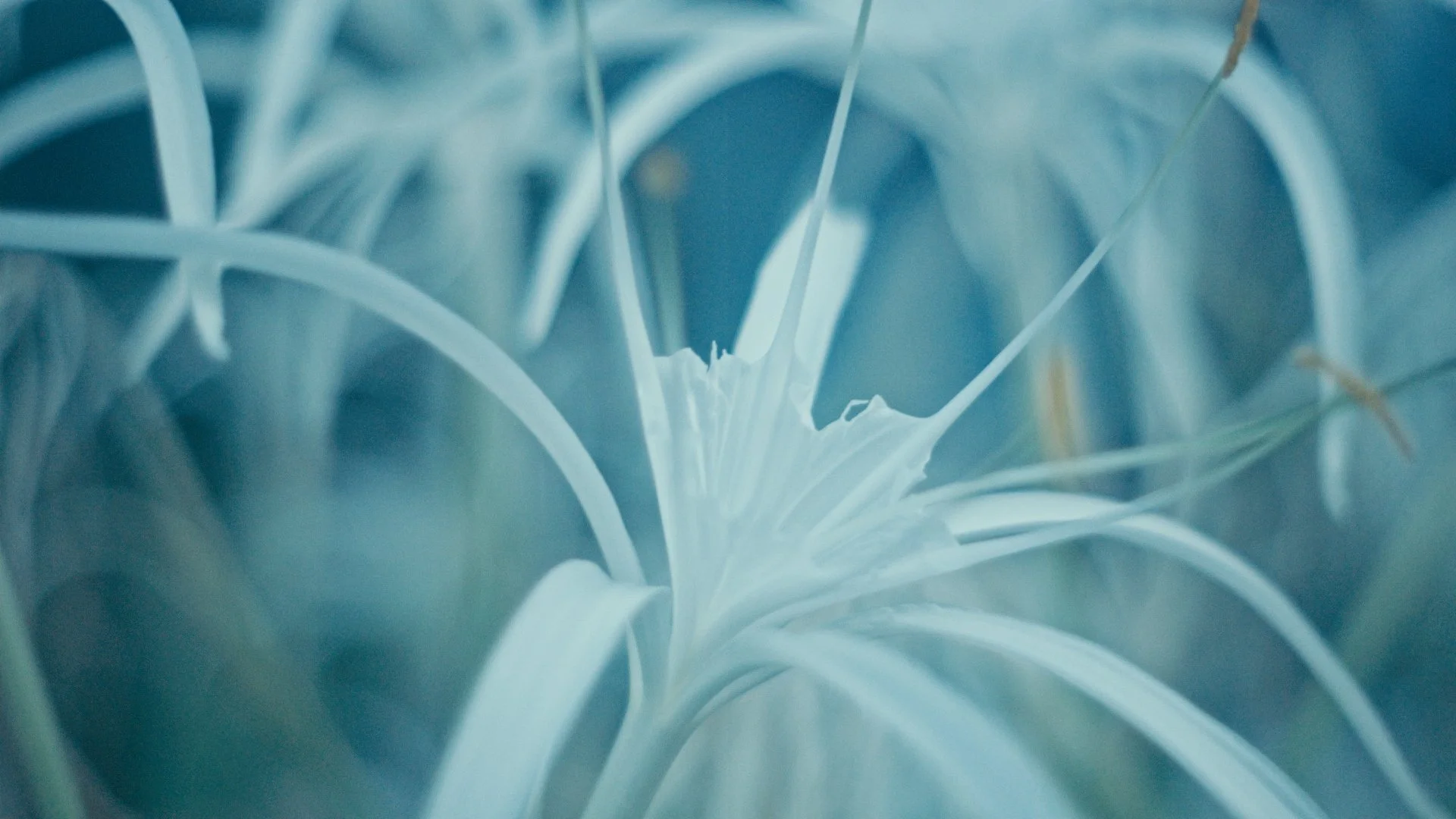 Flora_01_01_54_11.jpg