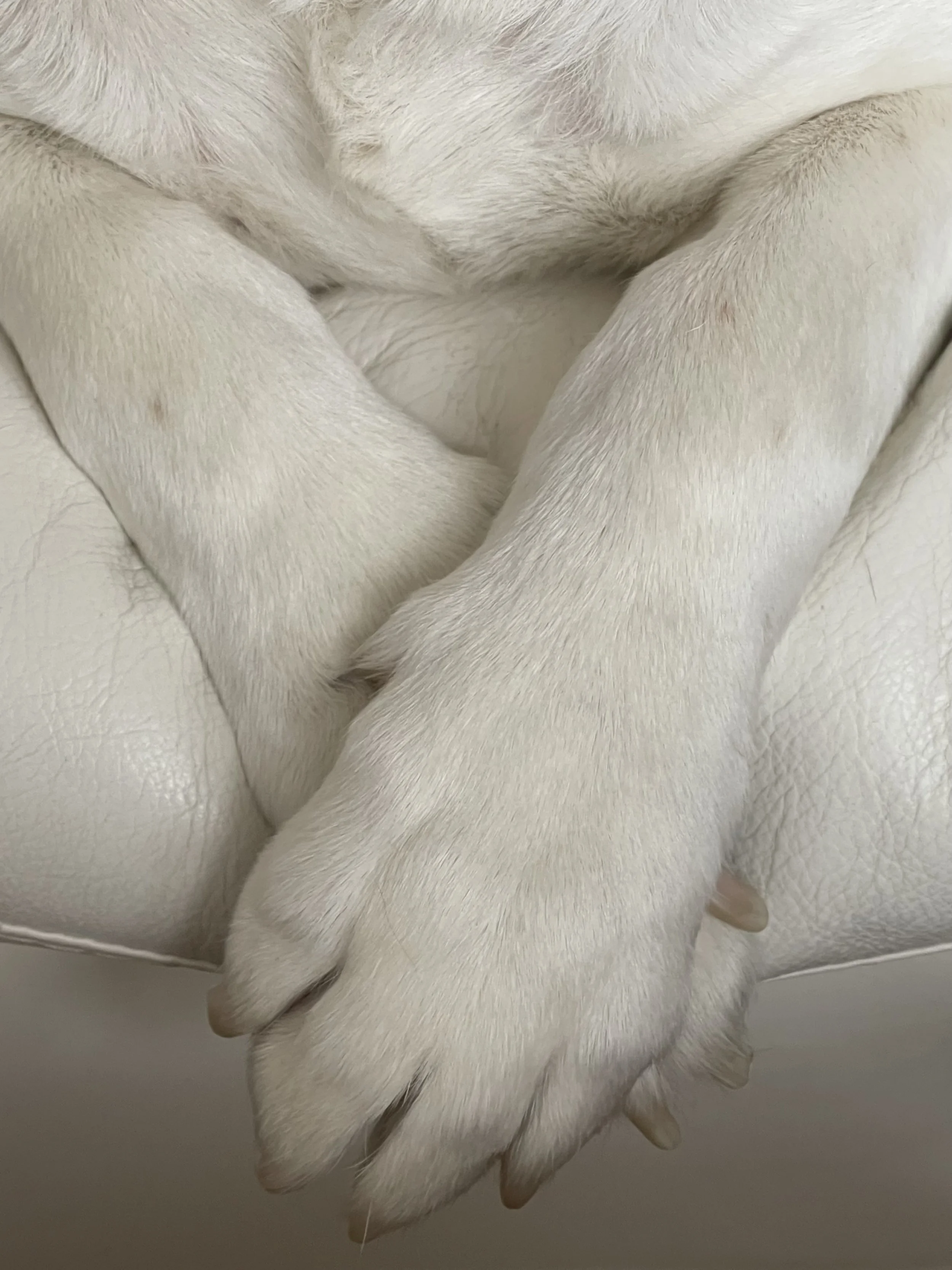 Close-up of two dog paws crossed over each other, resting on a light-colored textured surface.