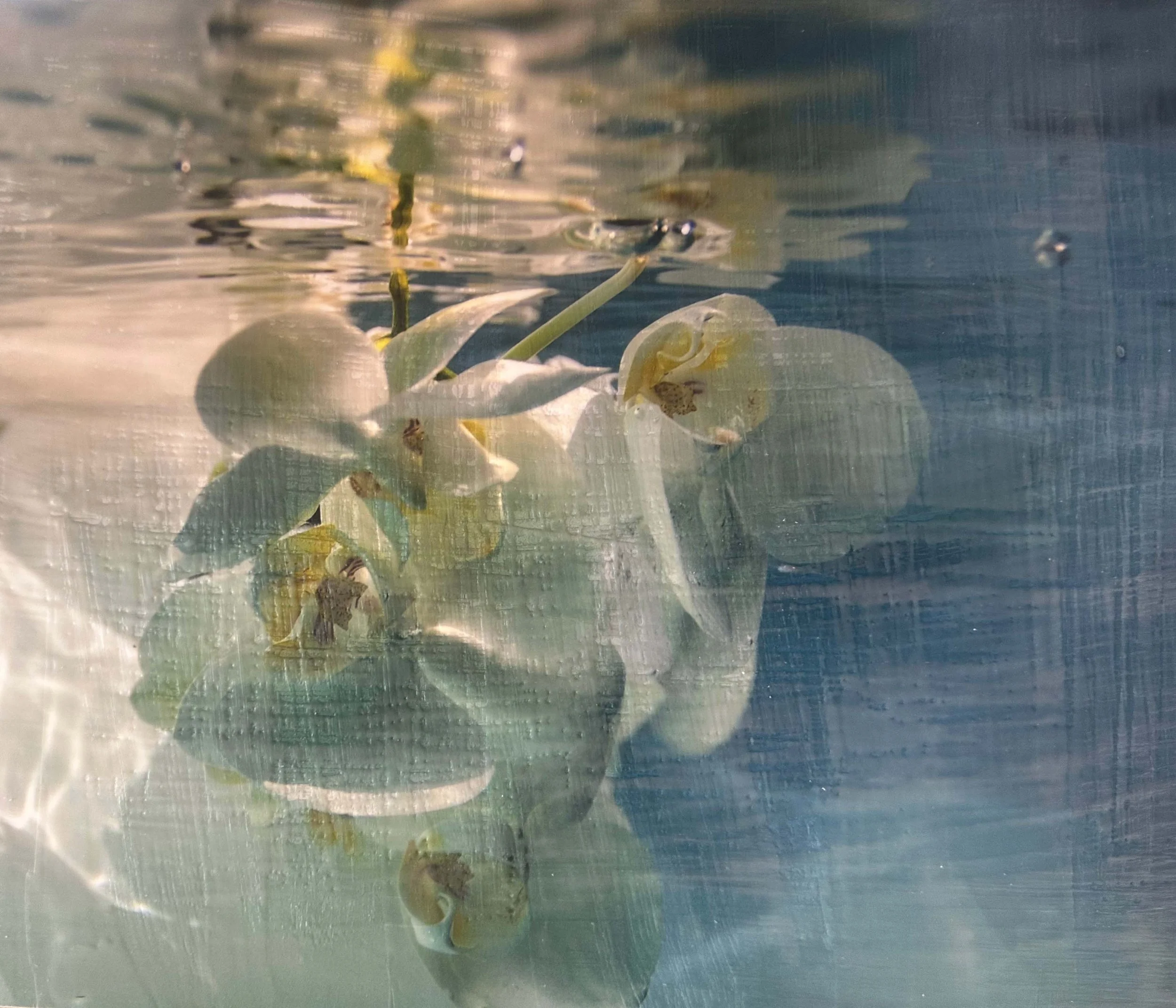 Orchid 36 x 36