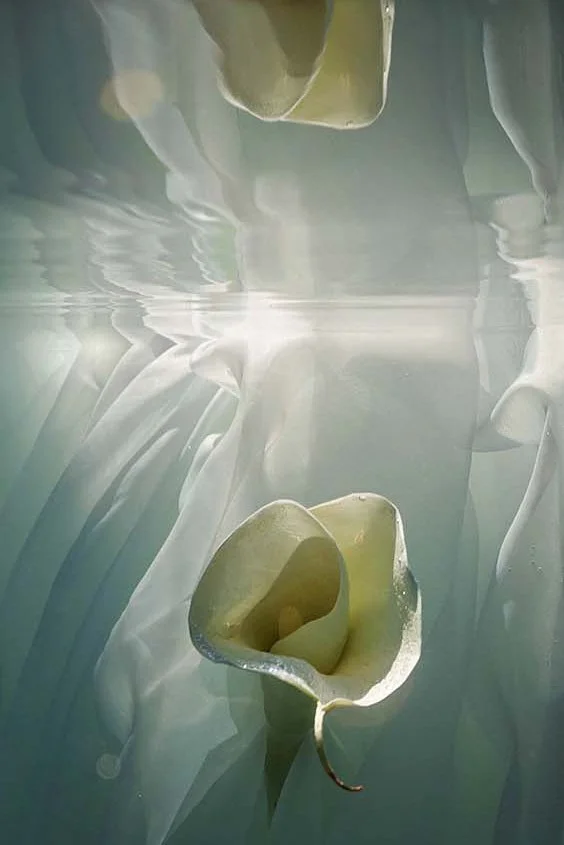 calla light.jpg