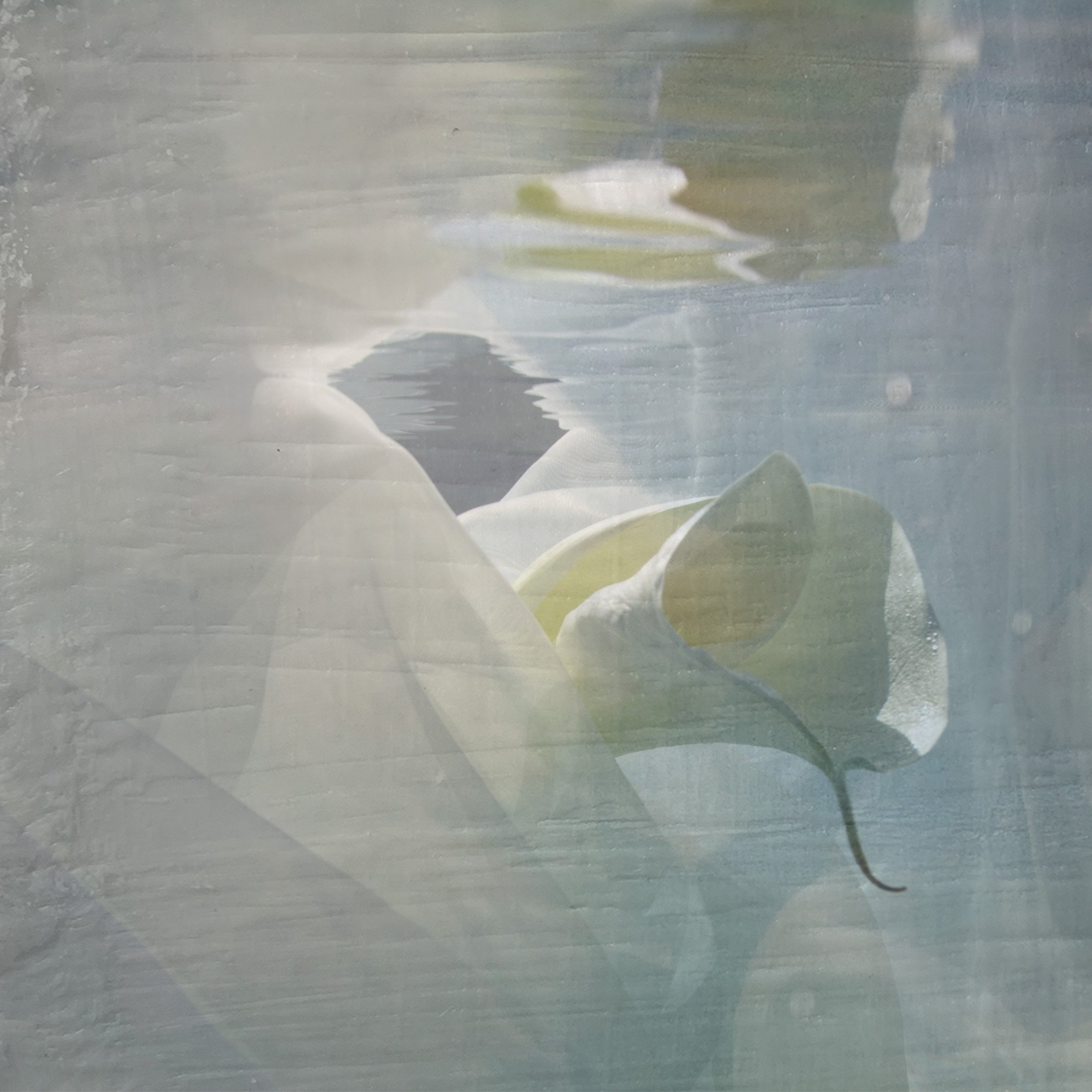 Calla Current 36 x 36