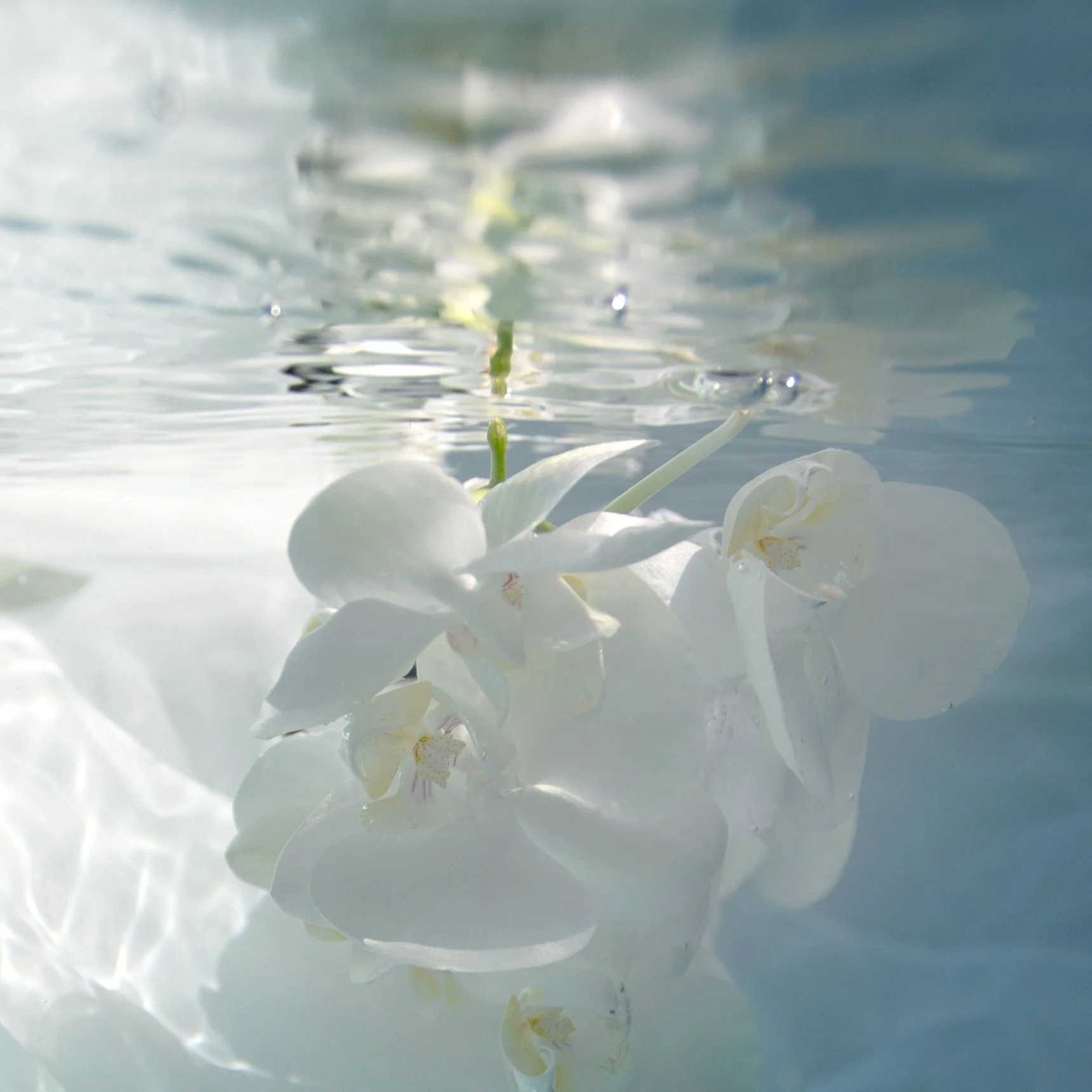 Orchid Veil