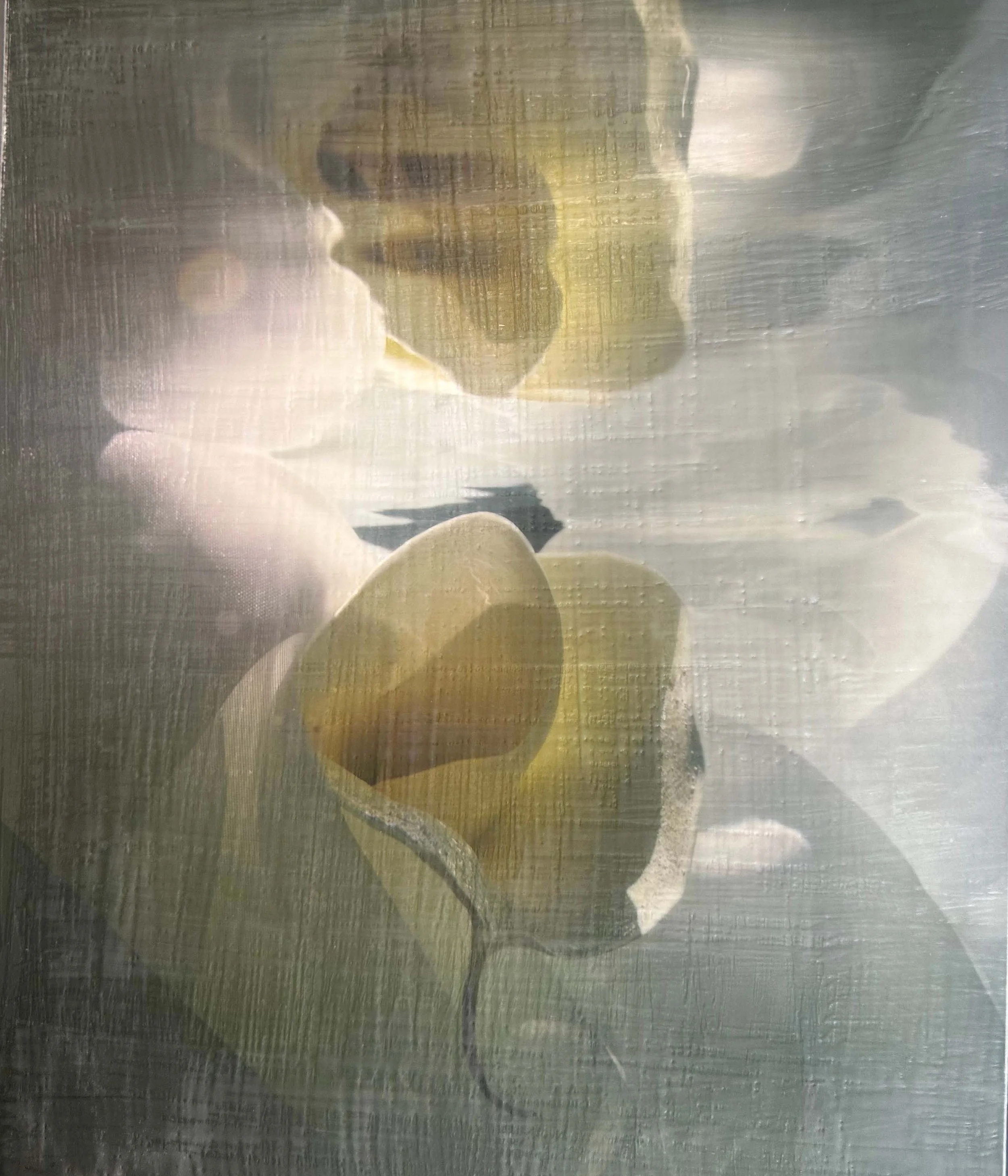 Calla in Shaddow 40 x 30