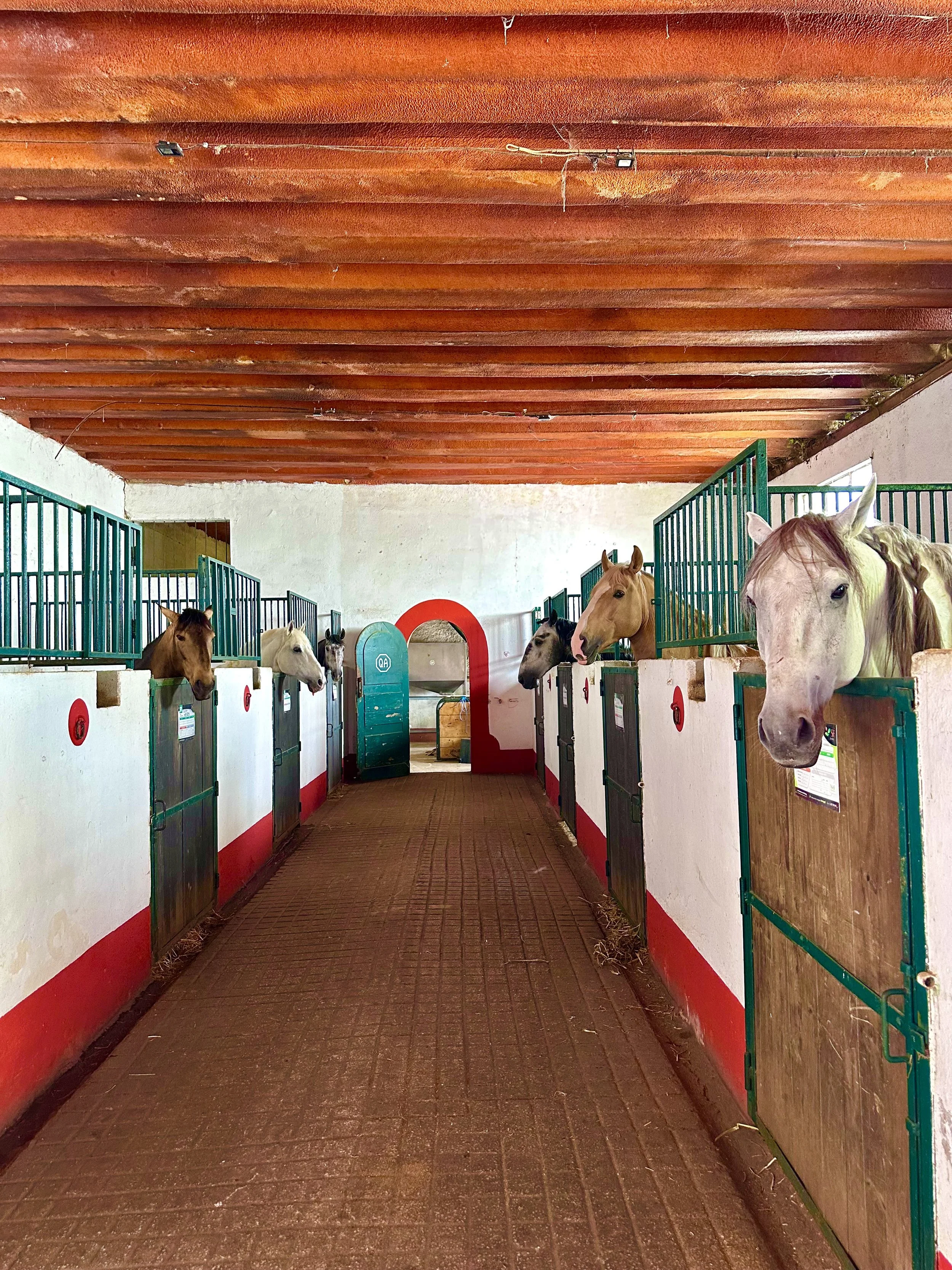 Inside a horse stable with several horses looking out from their stalls. The hallway has a brick floor, white walls with a red stripe, and a wooden ceiling.
