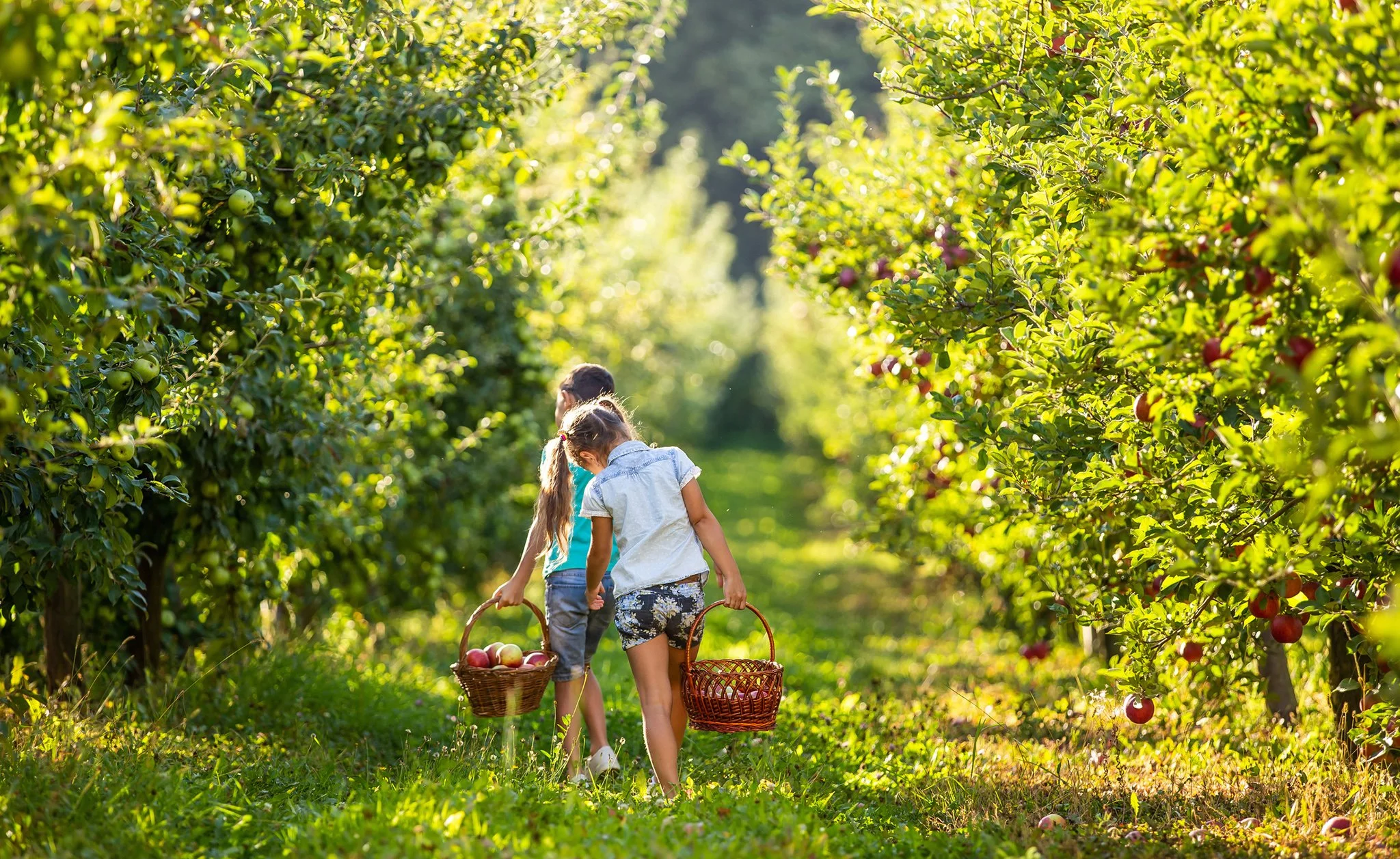 An orchard on a sunny day.