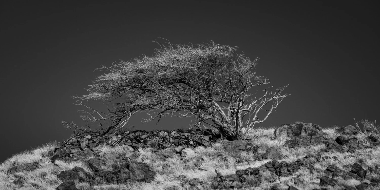 Windswept Wiliwill tree