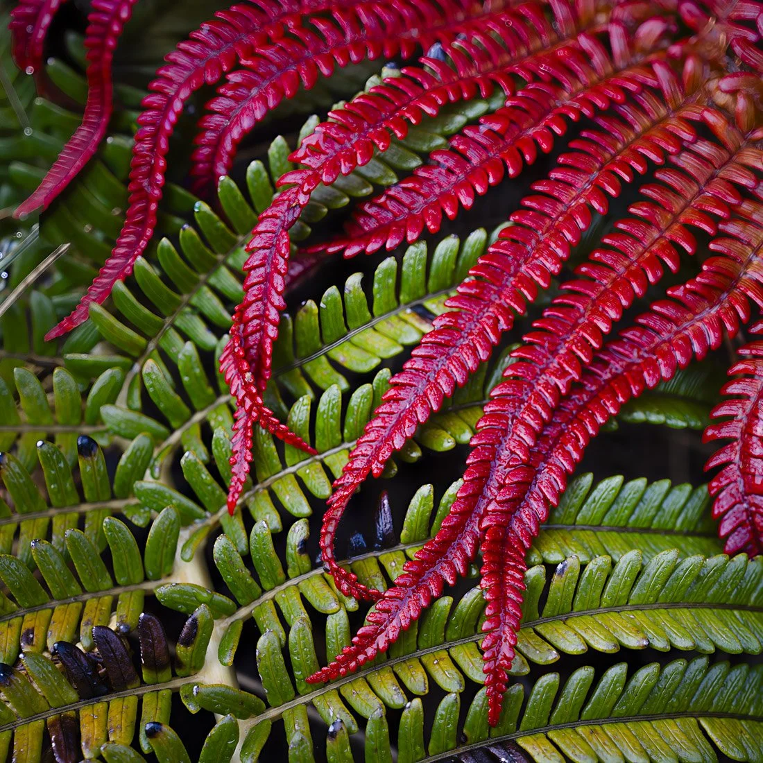 Fern in contrast