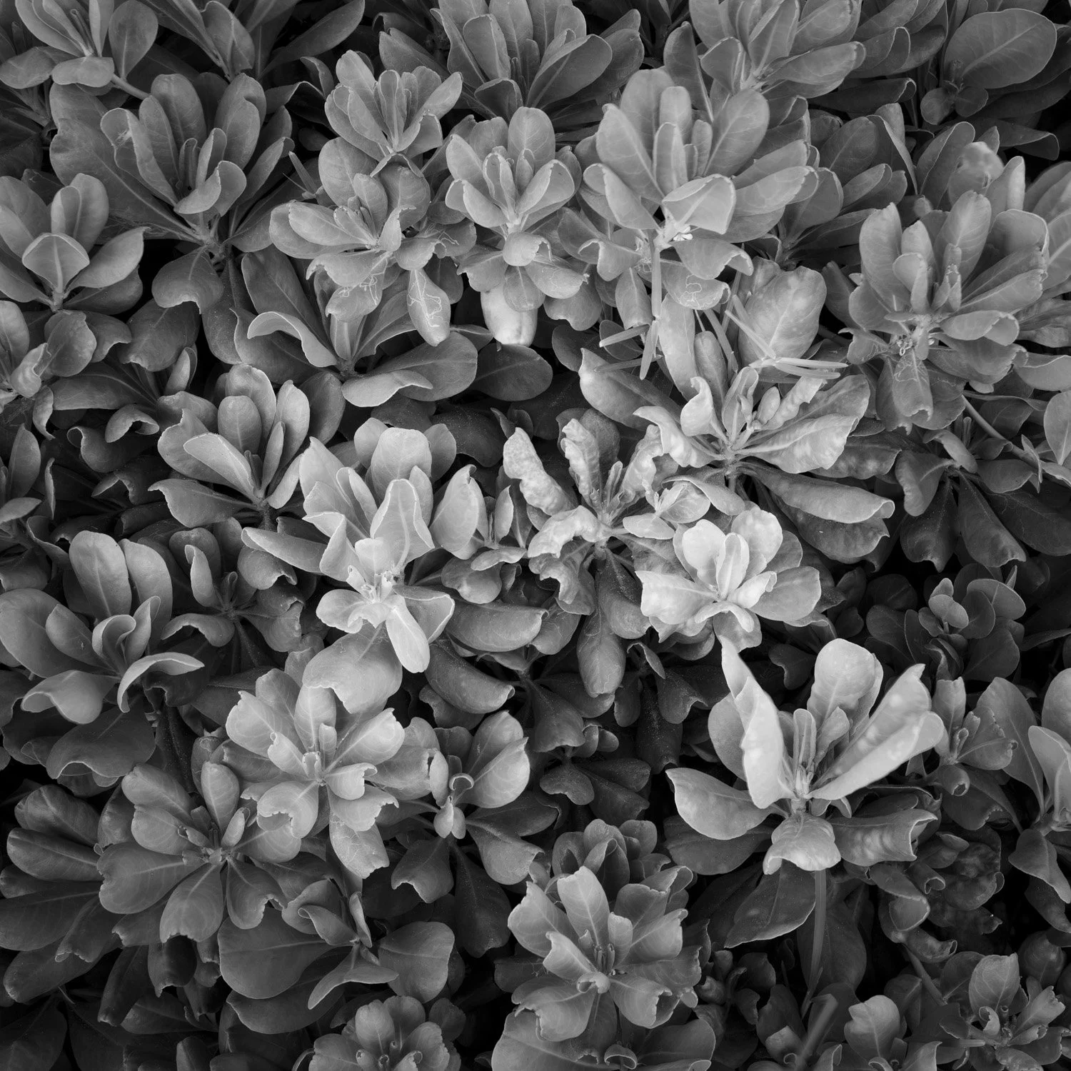 Japanese mock orange leaves