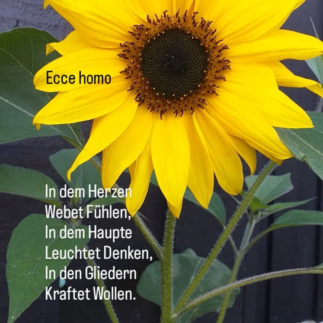 &Aring; ta vare p&aring; hele mennesket er en viktig del av &aring; forebygge demens. 

I eurytmiterapi-kurs utforsker vi den indre flyten, skaper rom for tilstedev&aelig;relse, og &aring;pner opp for mer beveglighet og lekenhet i kroppen.

Velkommen