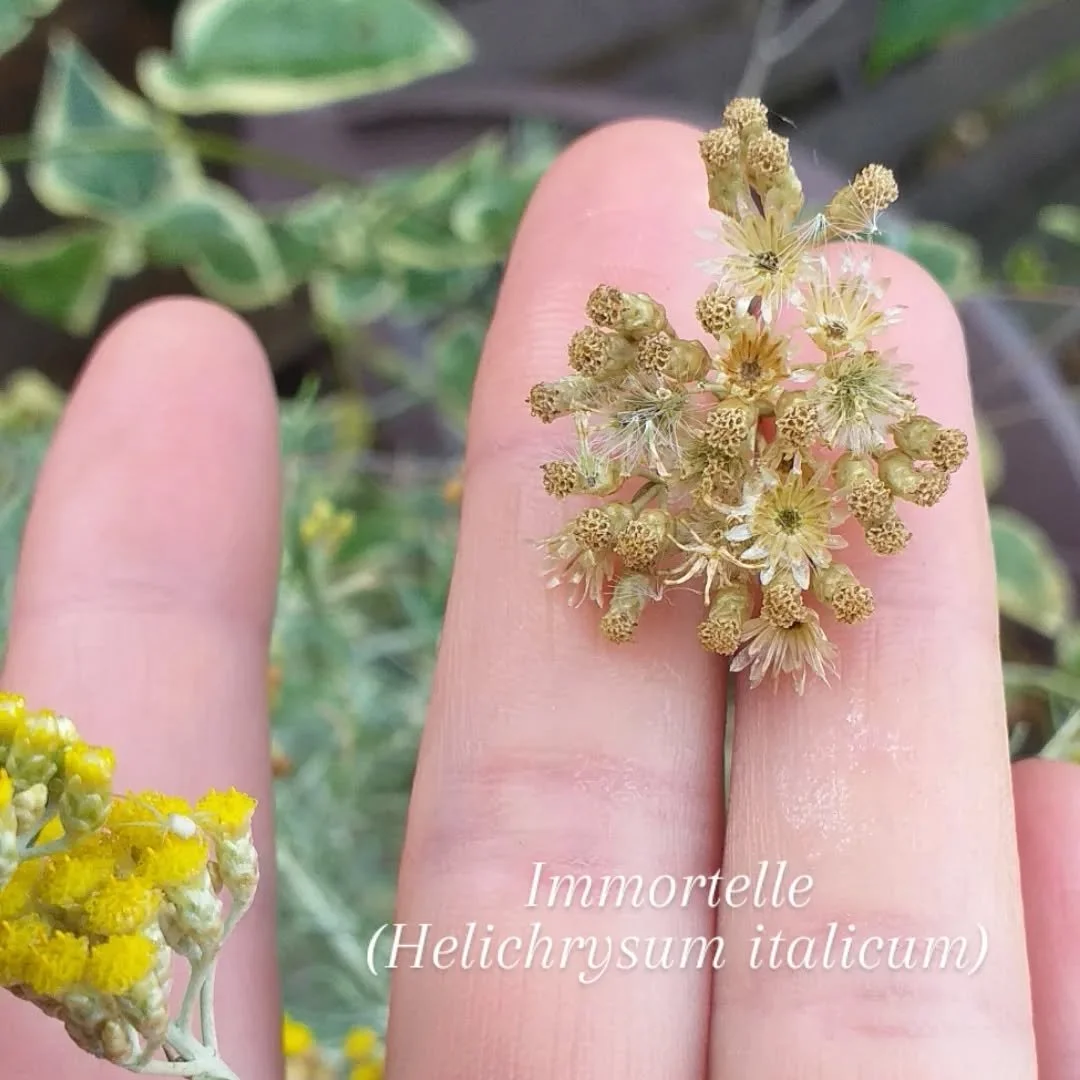 Immortelle kjent som ud&oslash;deligblomst eller evighetsblomst (fordi blomstene beholder fargen og duften lenge etter de er t&oslash;rket).

Denne vakre planten er kjent for sine antiinflammatoriske og smertelindrende egenskaper, b&aring;de fysisk o
