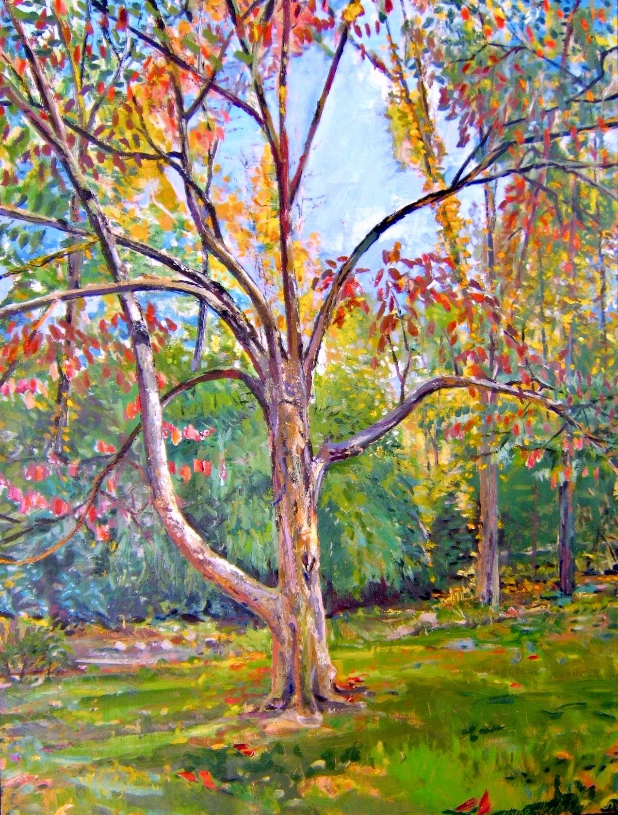   “Pop’s Dogwood“  