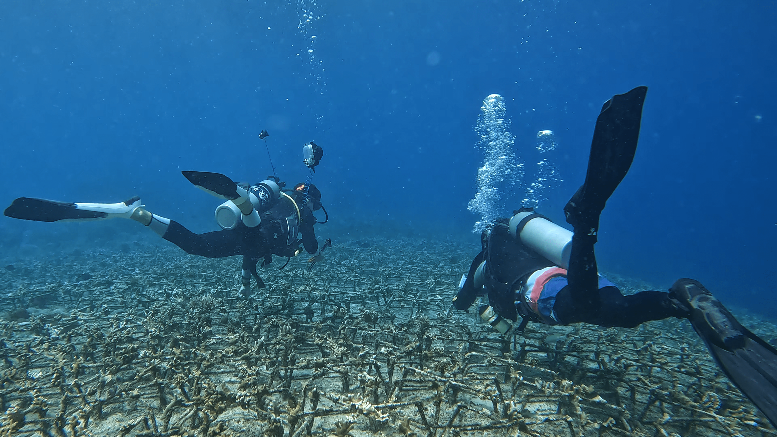 Two scuba divers swimming over a coral reef underwater.