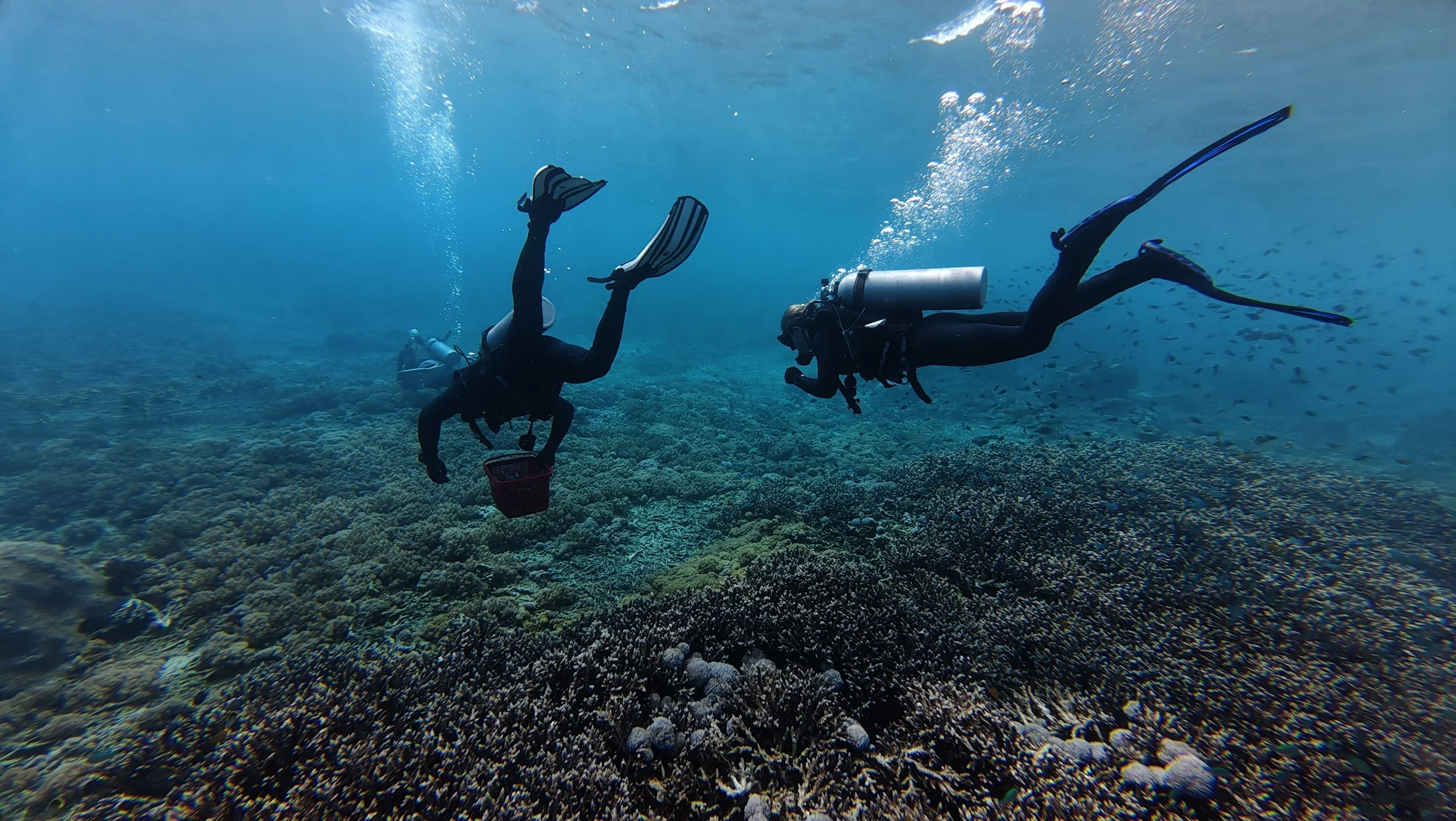 Two scuba divers carrying coral fragments to transplant them