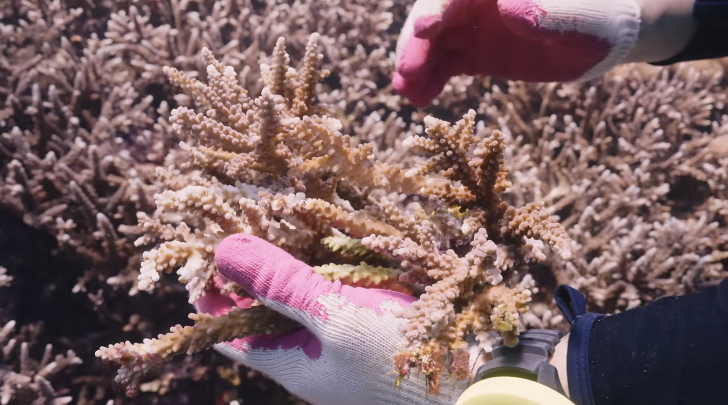Someone wearing gloves holding a piece of branching coral in front of a background of similar coral.