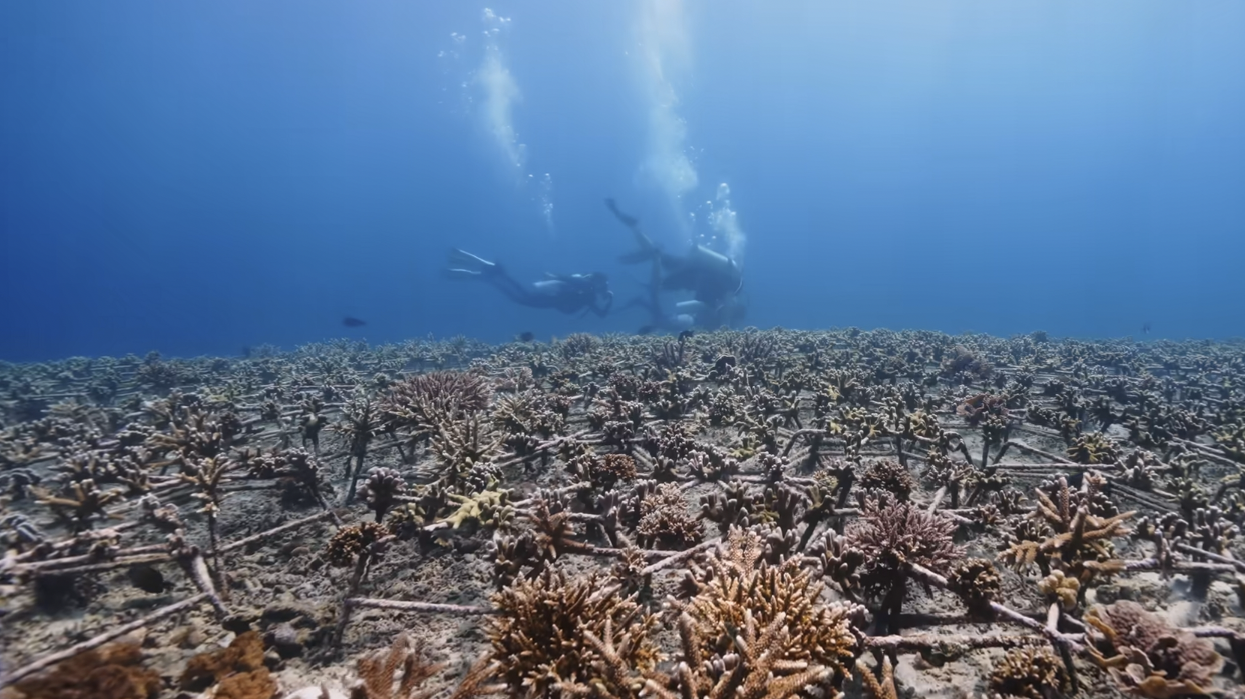Scuba divers transplanting corals