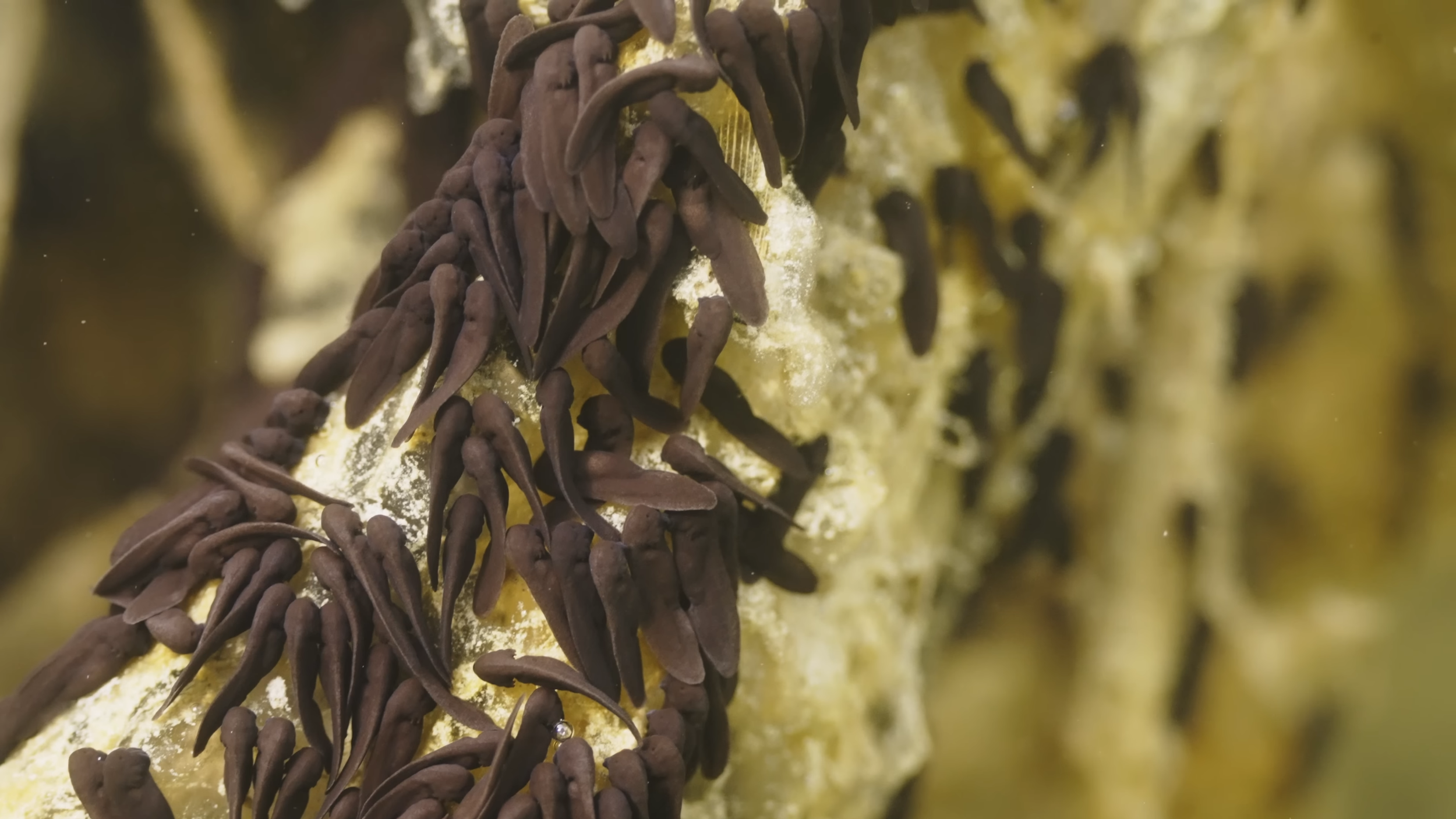 A picture of tadpoles