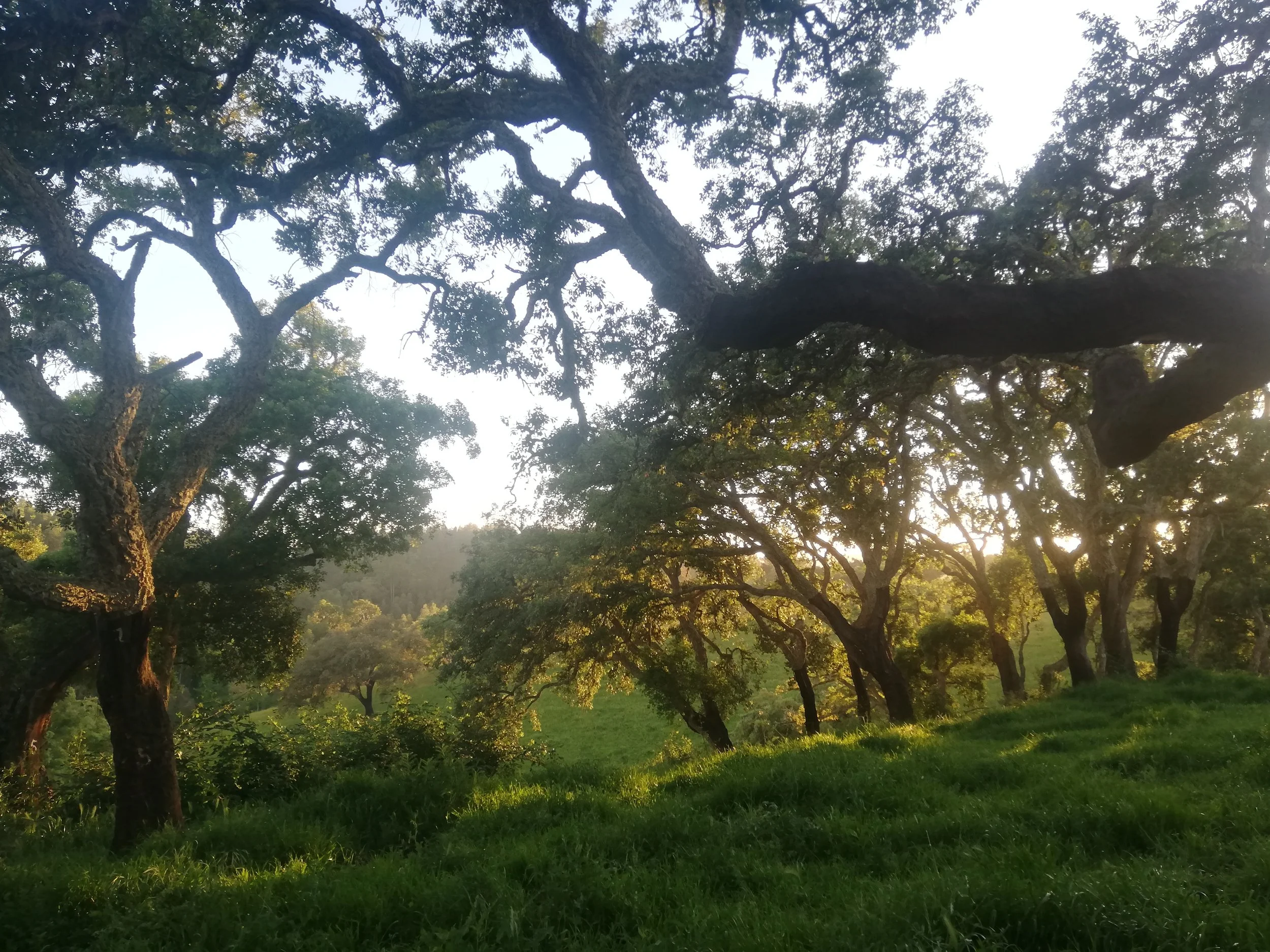 Sunlight filters through the branches and leaves of several large trees on a grassy hillside.