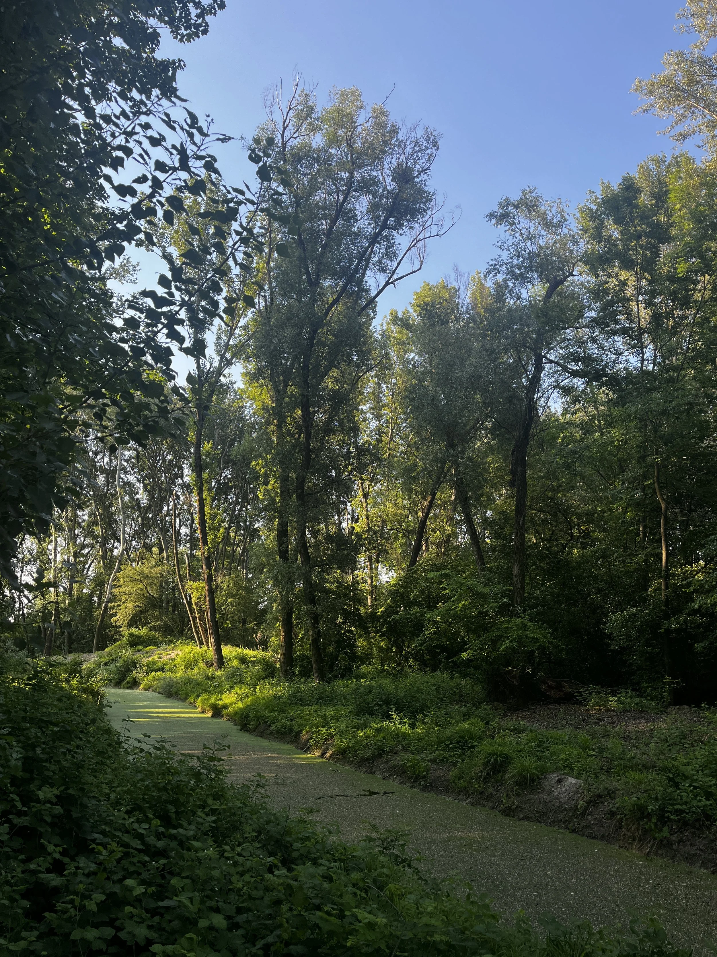 A picture of the stream near the flooded field