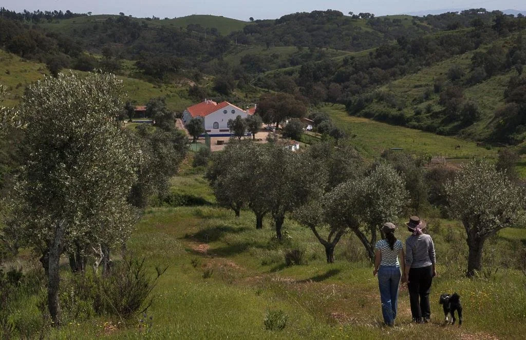 Two people walking through olive trees