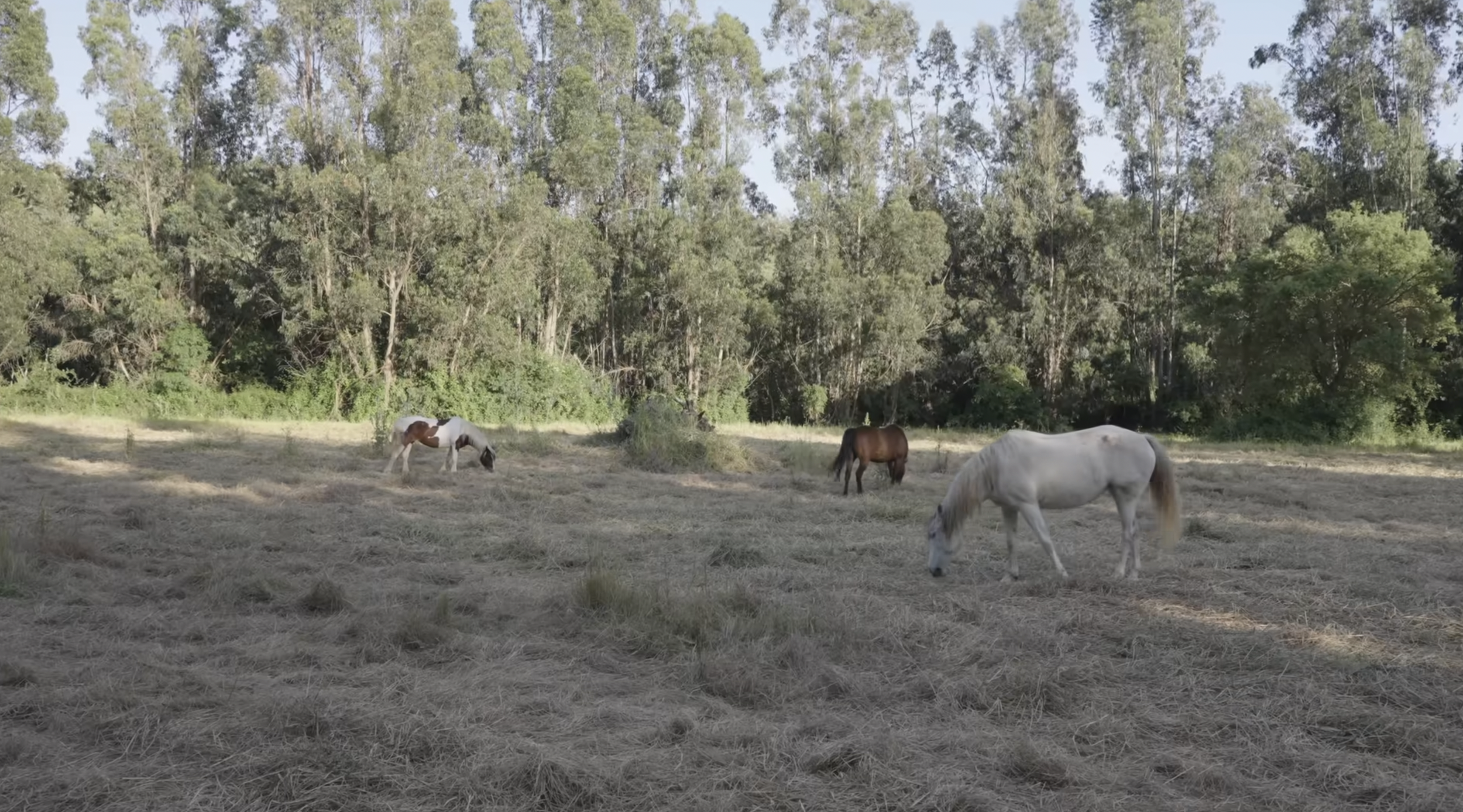 Horses at our partner's land