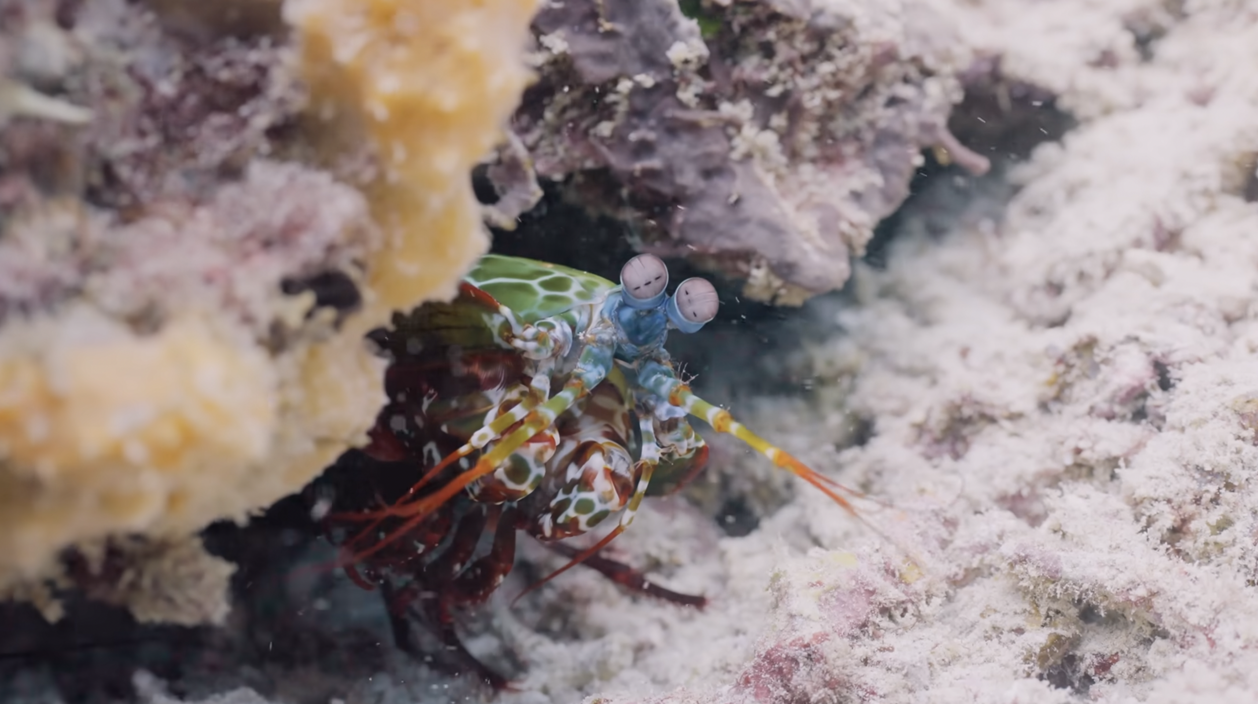 A close-up view of a colorful mantis shrimp emerging from a coral crevice in the ocean.