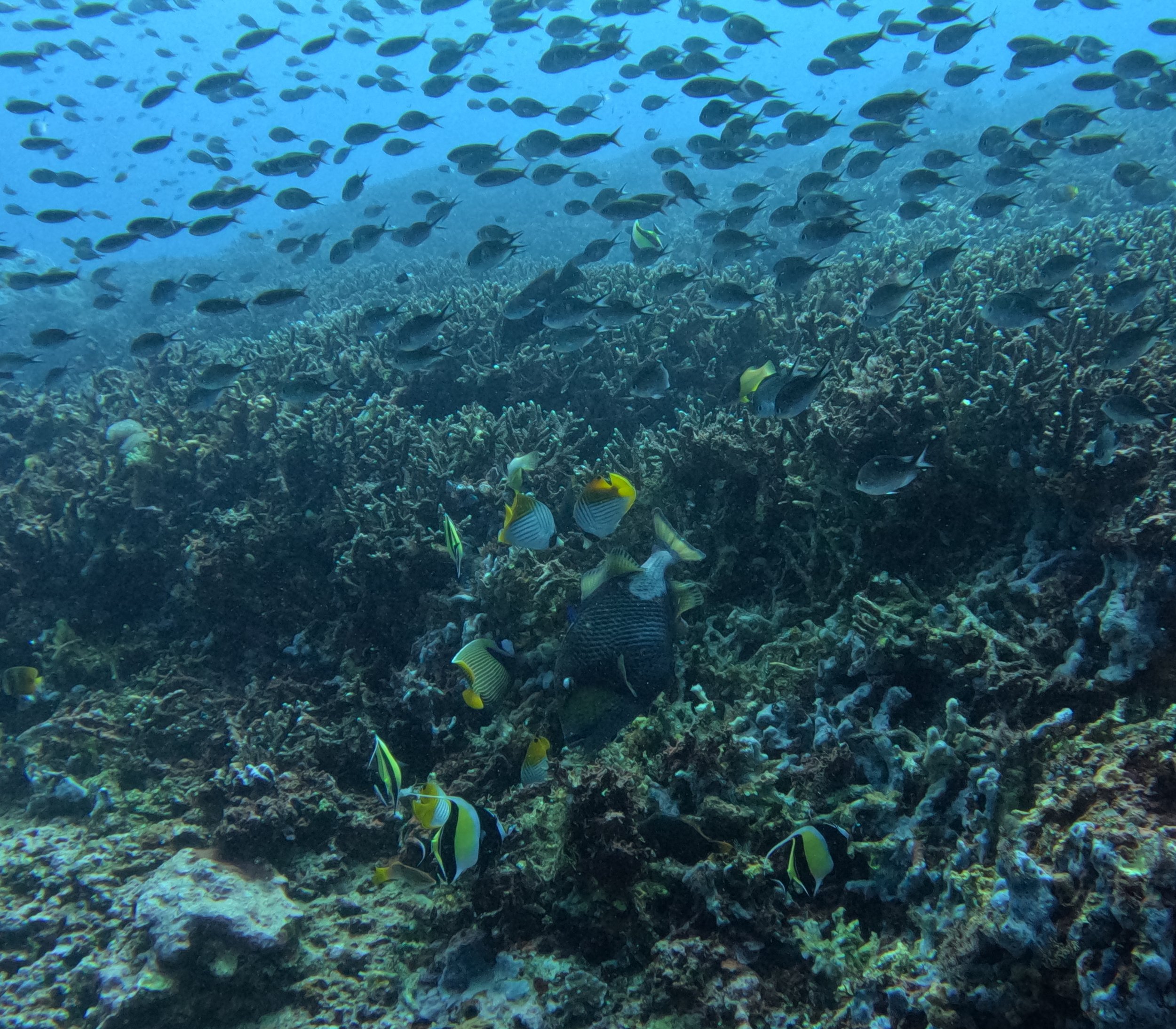 Underwater coral reef with a school of various fish swimming among the coral.