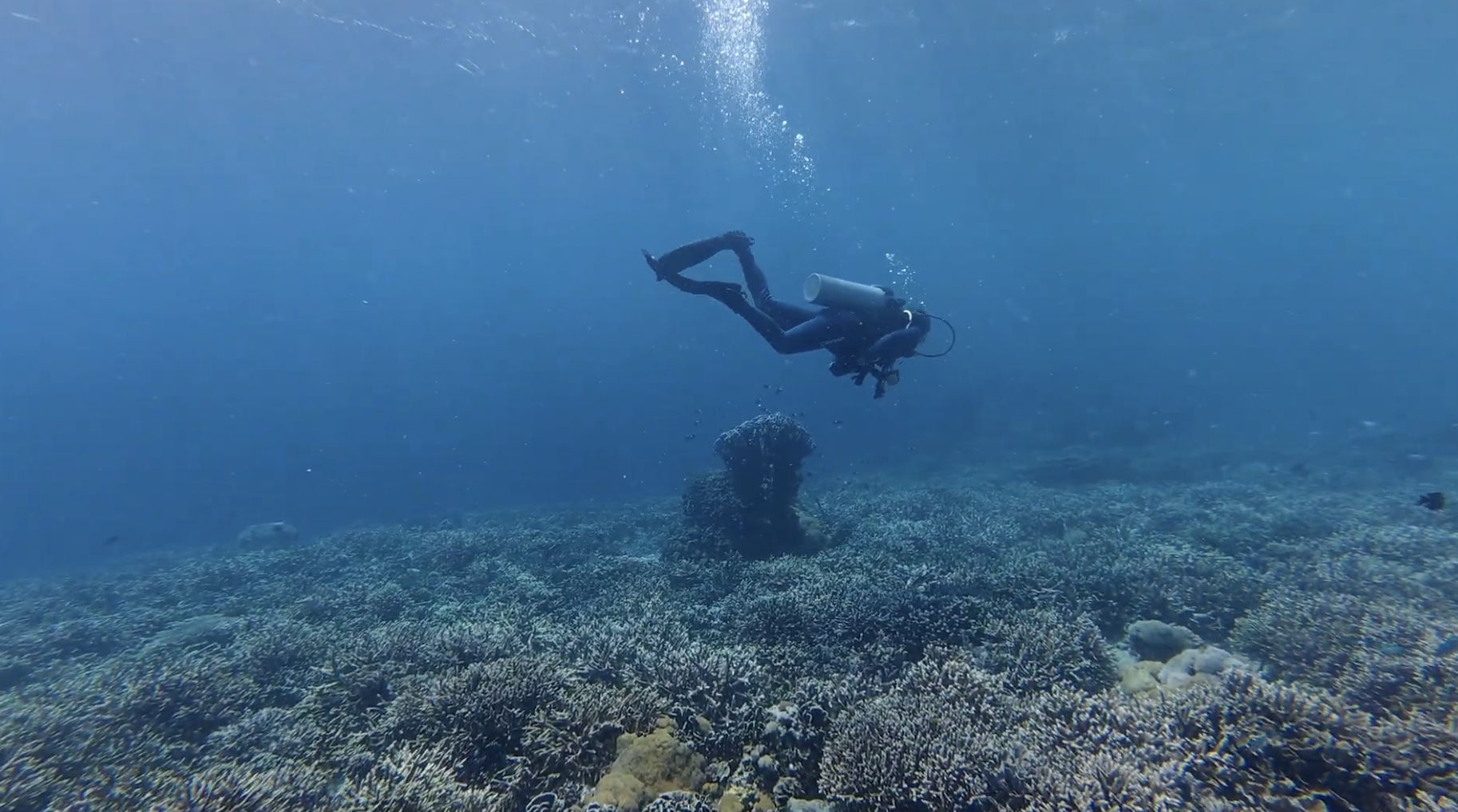 Deli scuba diving near Area 1