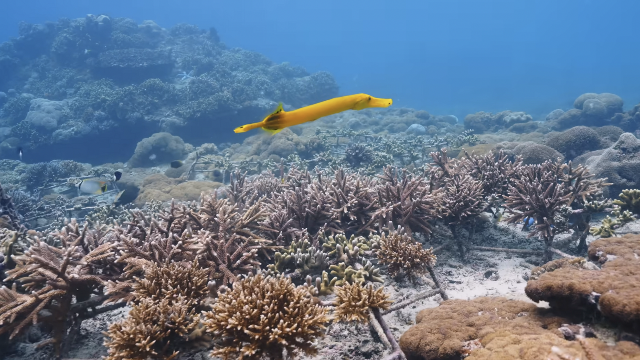 Underwater scene with coral reef, various corals, and a yellow sea creature resembling a seahorse swimming above the reef, with fish and blue water in the background.