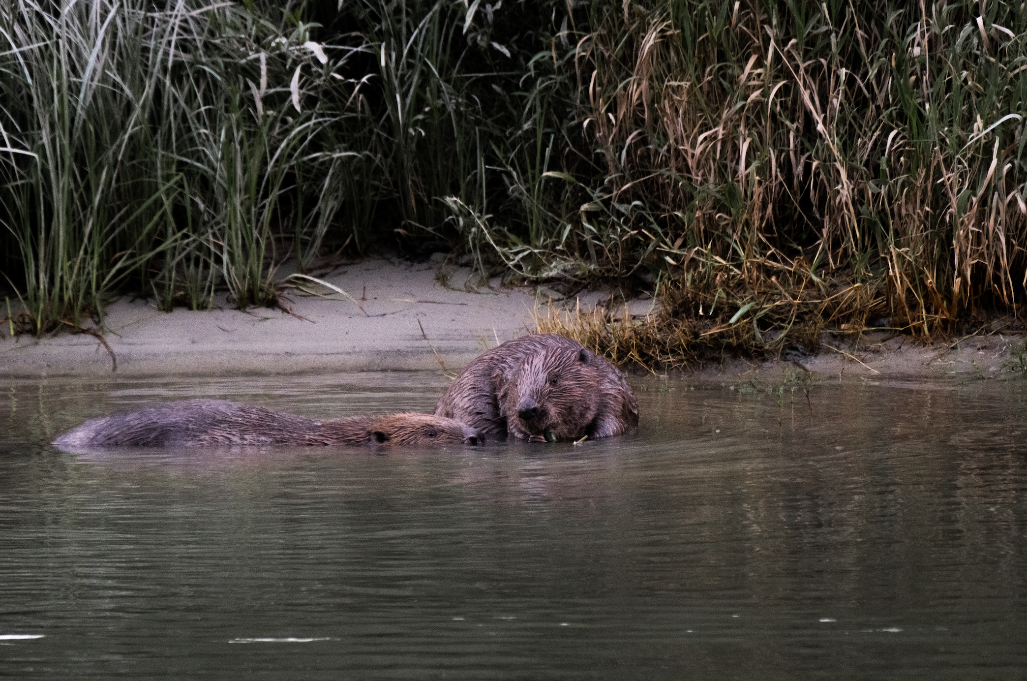 2 beavers swimming together
