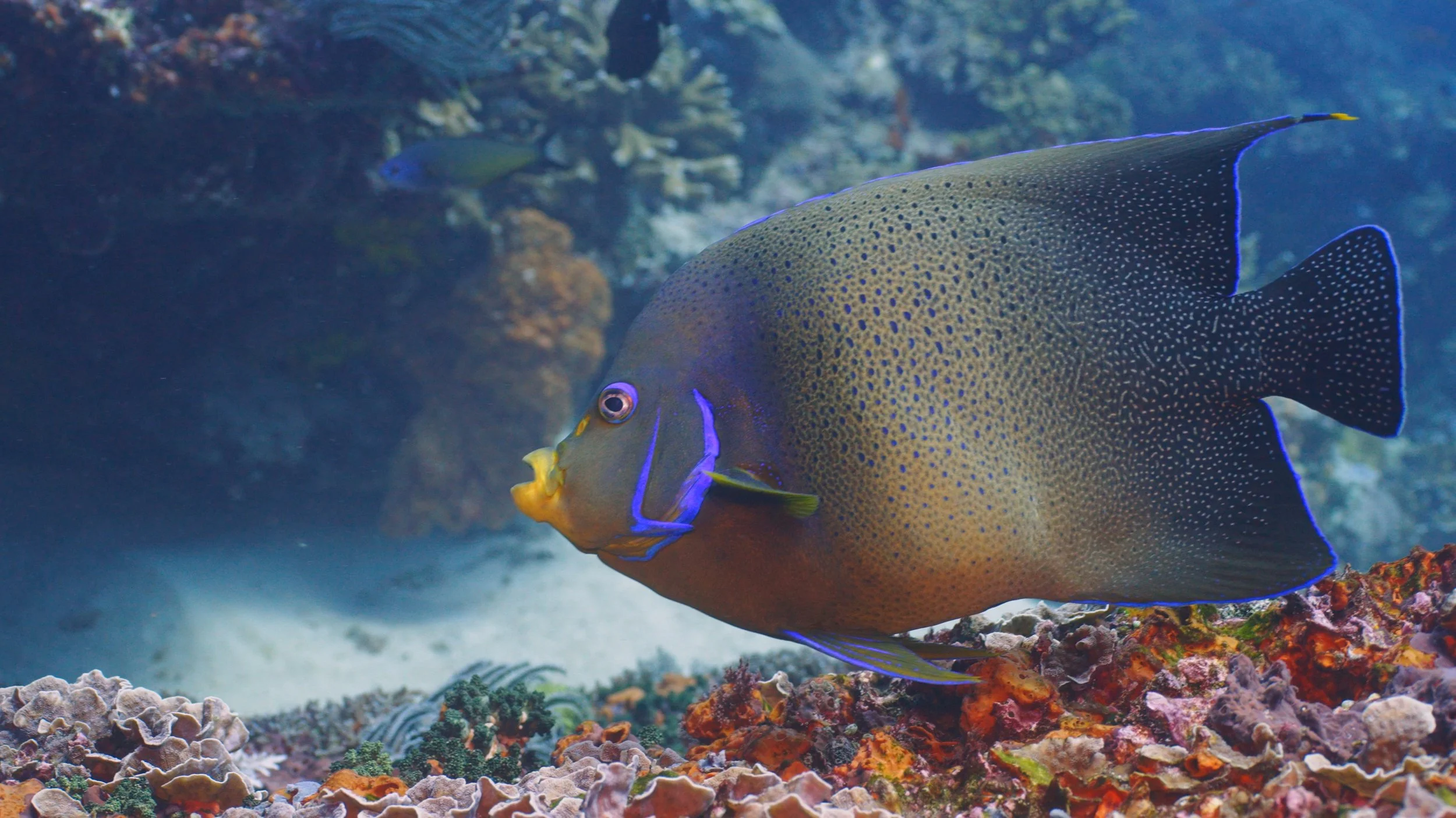 A large colorful fish swimming beneath the ocean surface near coral reefs.