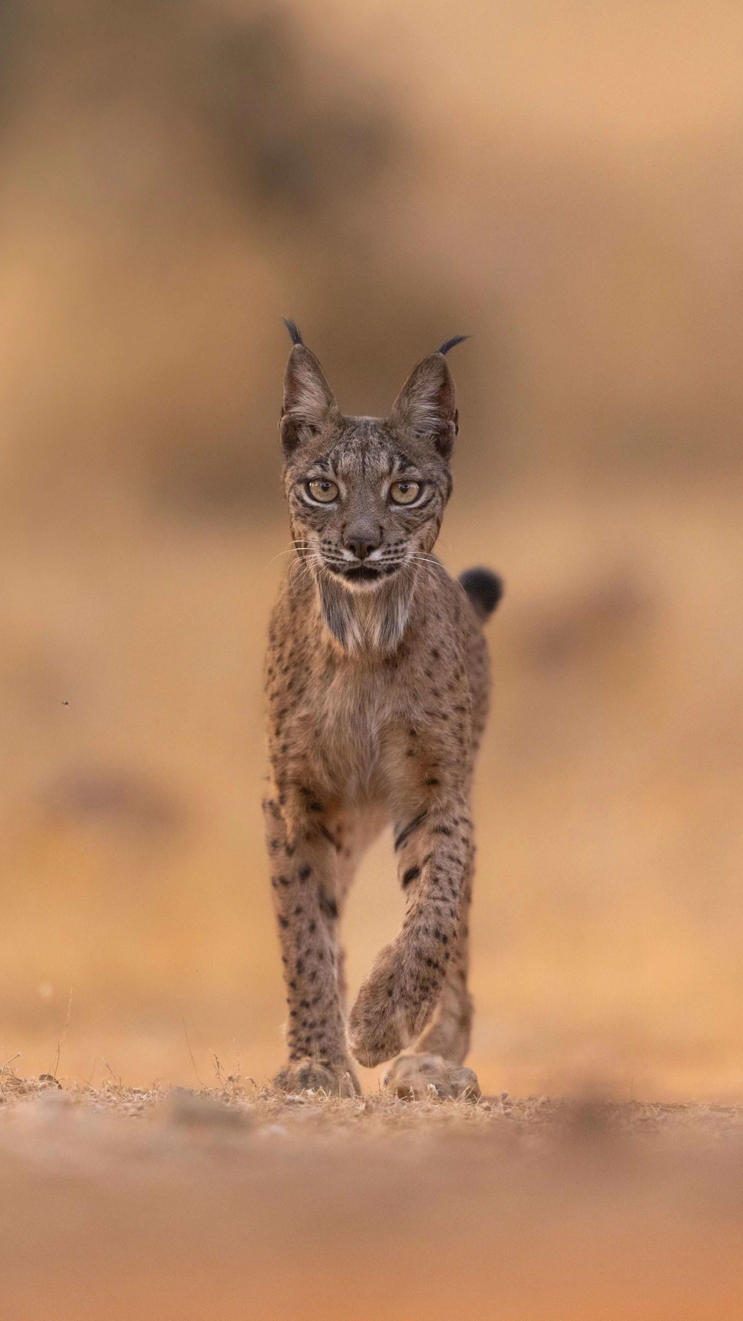 Iberian Lynx.jpg