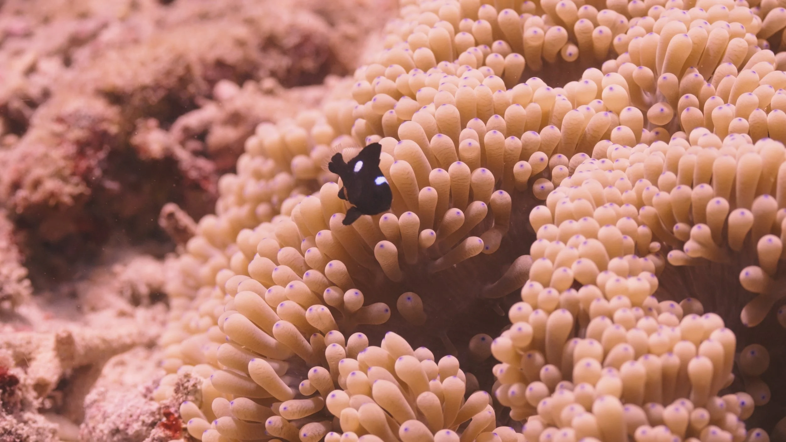 Close-up of a black and white clownfish among light-colored coral tentacles in an underwater scene.