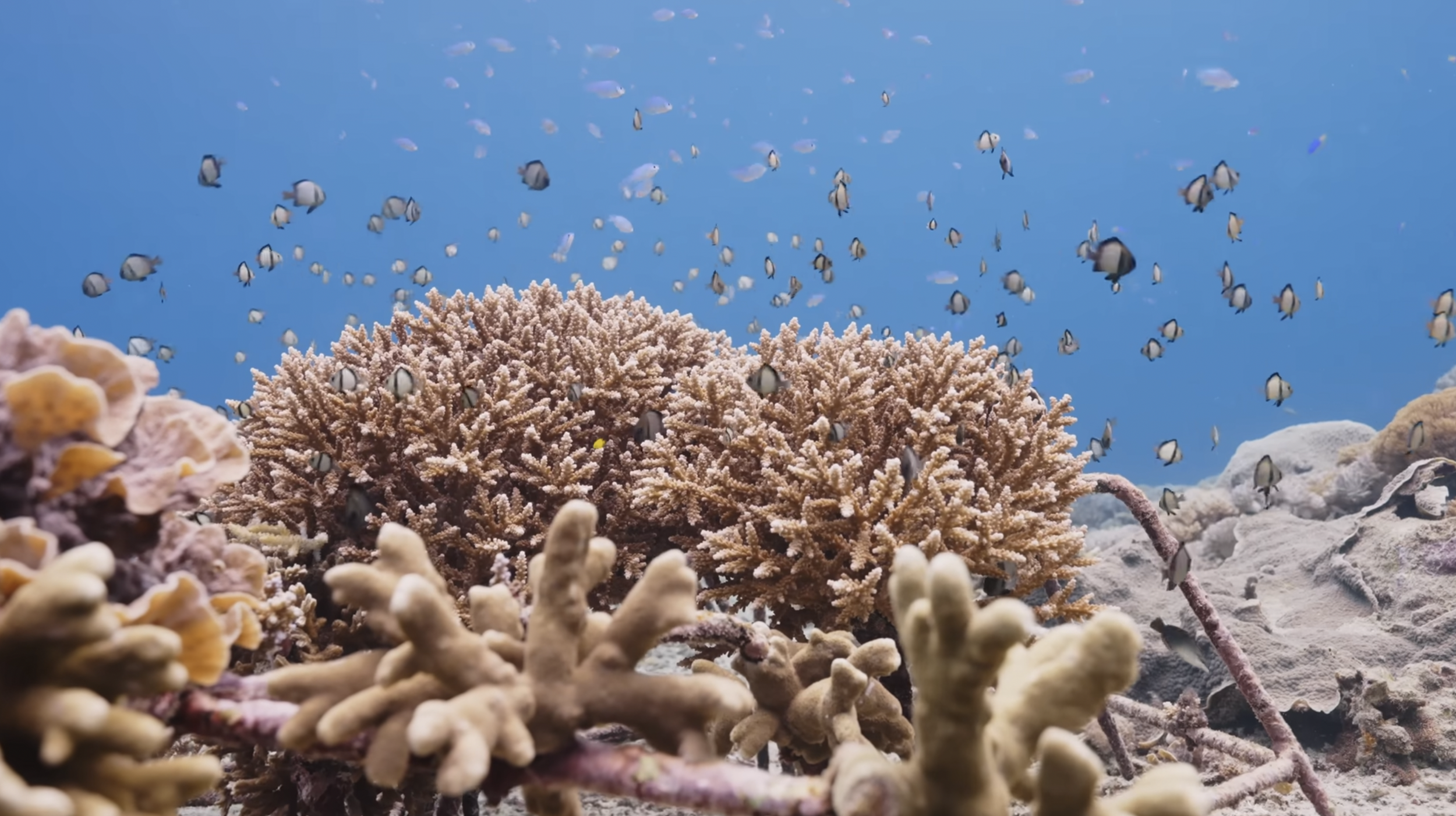 Underwater scene with coral reef and schools of small fish swimming above.