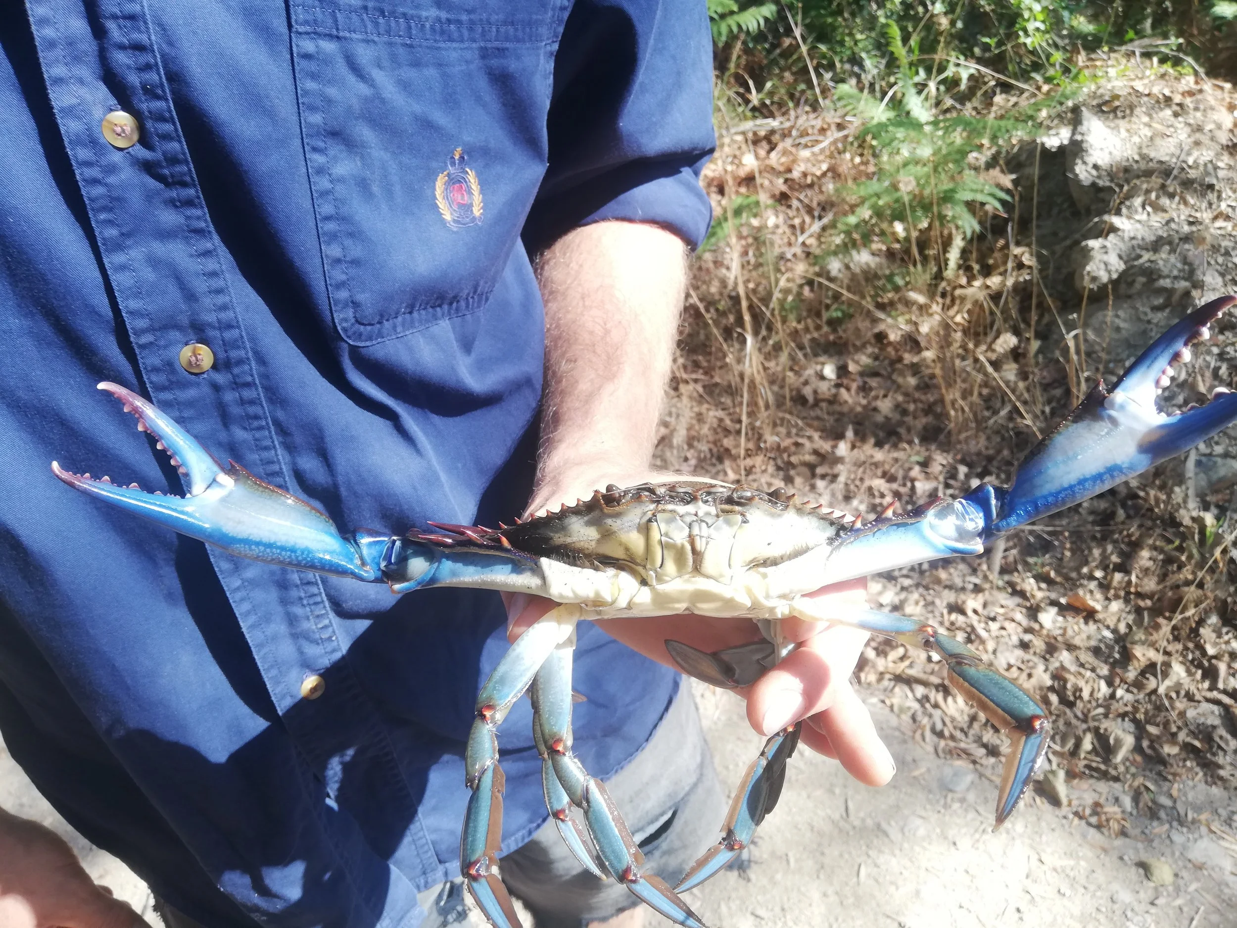Person holding a large blue crab outdoors on a dirt trail with dry leaves and greenery in the background.