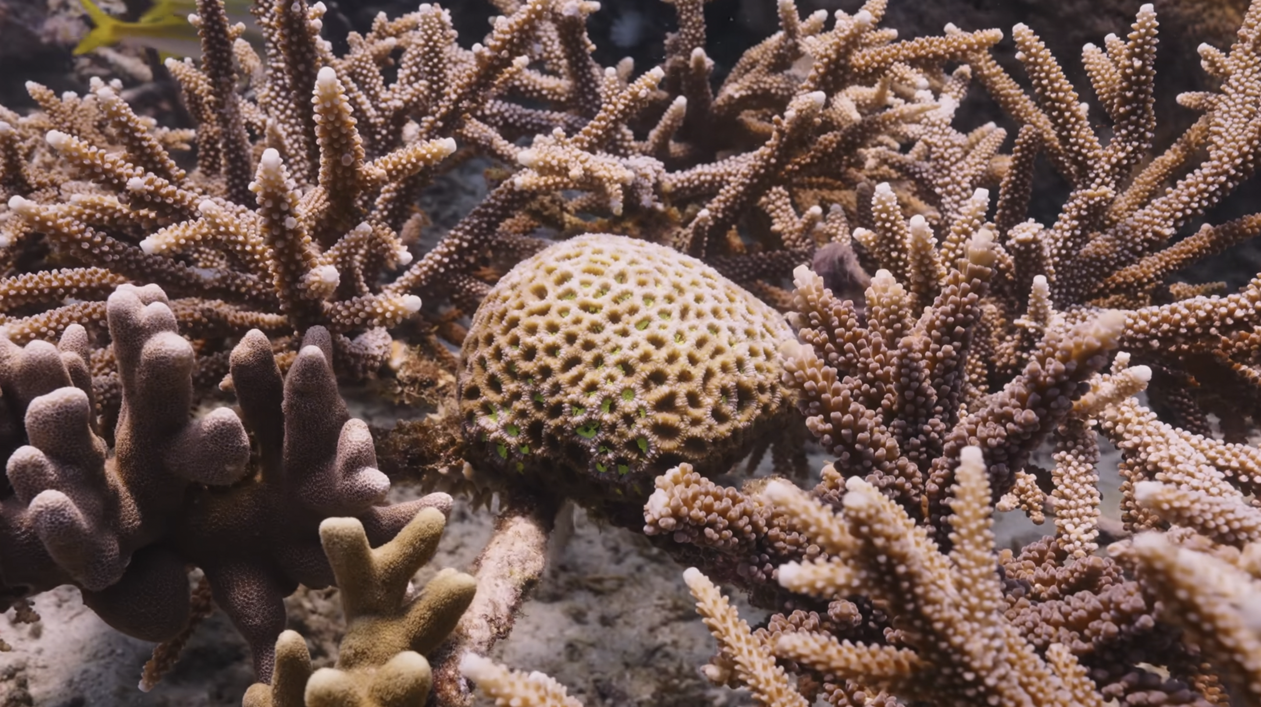 Close-up of coral reef with various types of branching and boulder corals.
