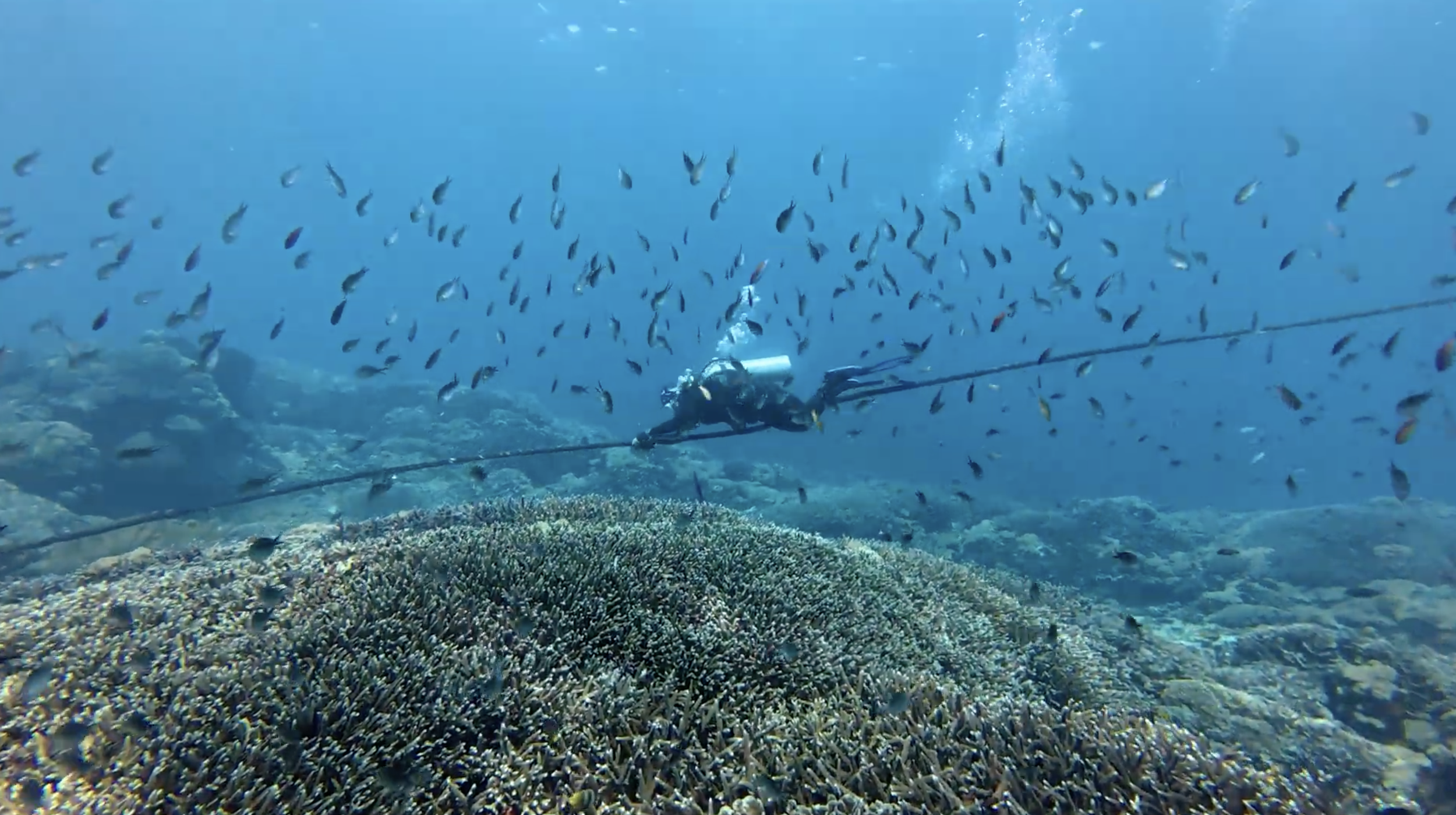 Chansa having fun underwater surrounded by fish