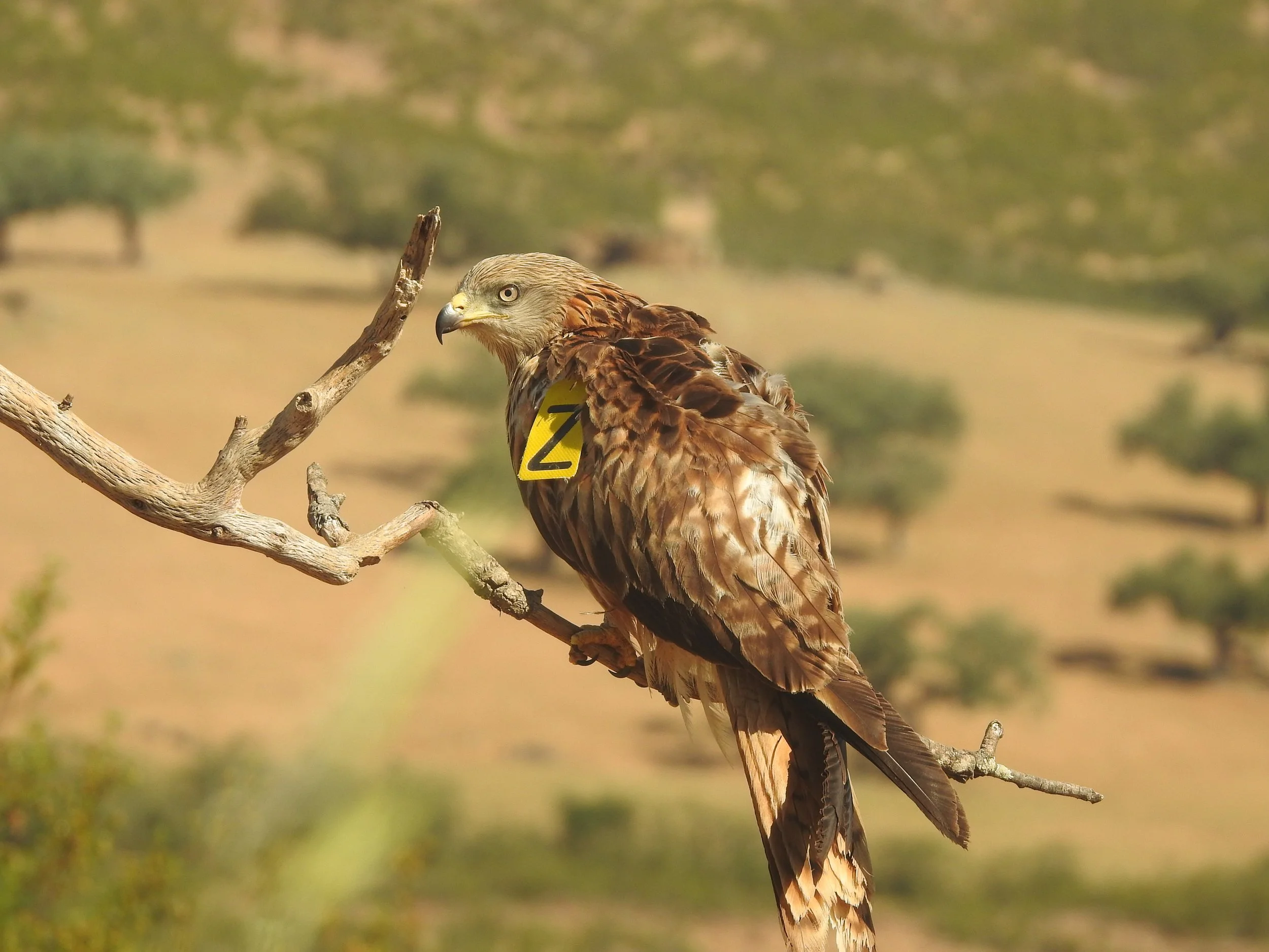 Red Kite Trip | 24 - 29 January 2027
