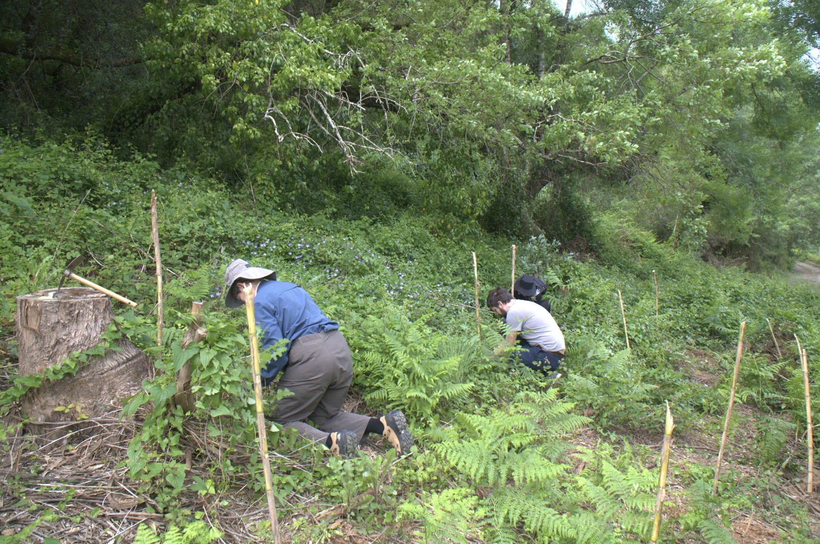 Guests planting trees