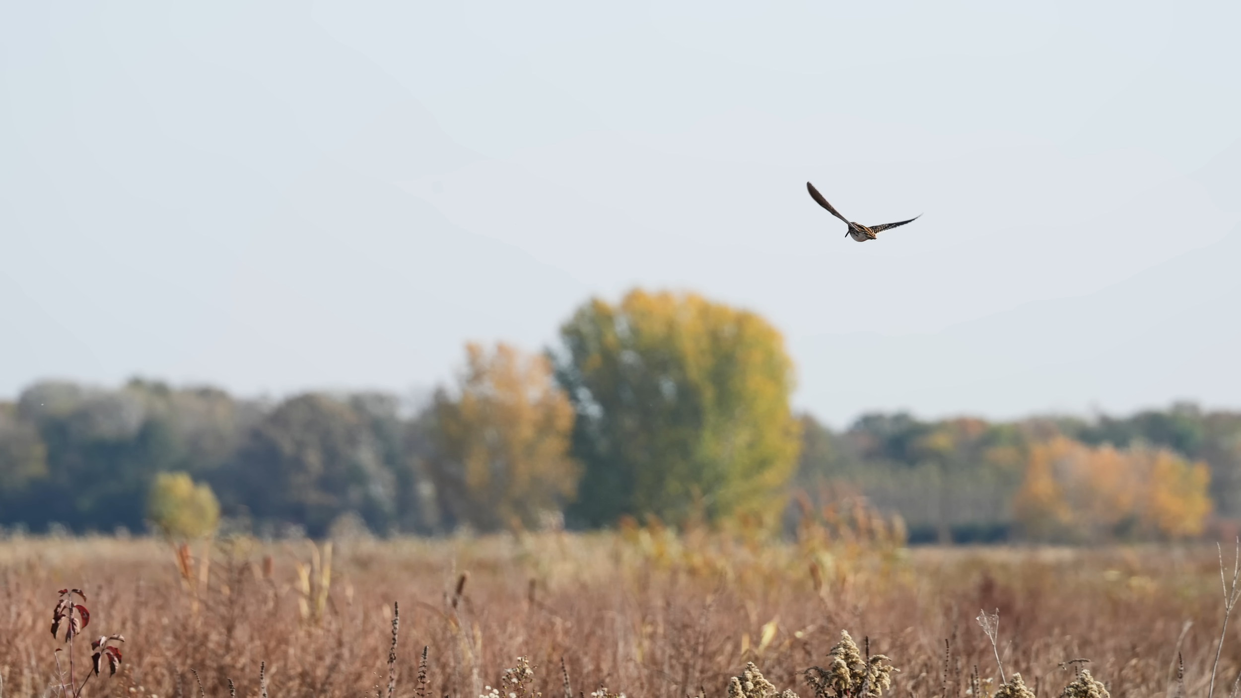 A picture of a bird flying above the flooded field