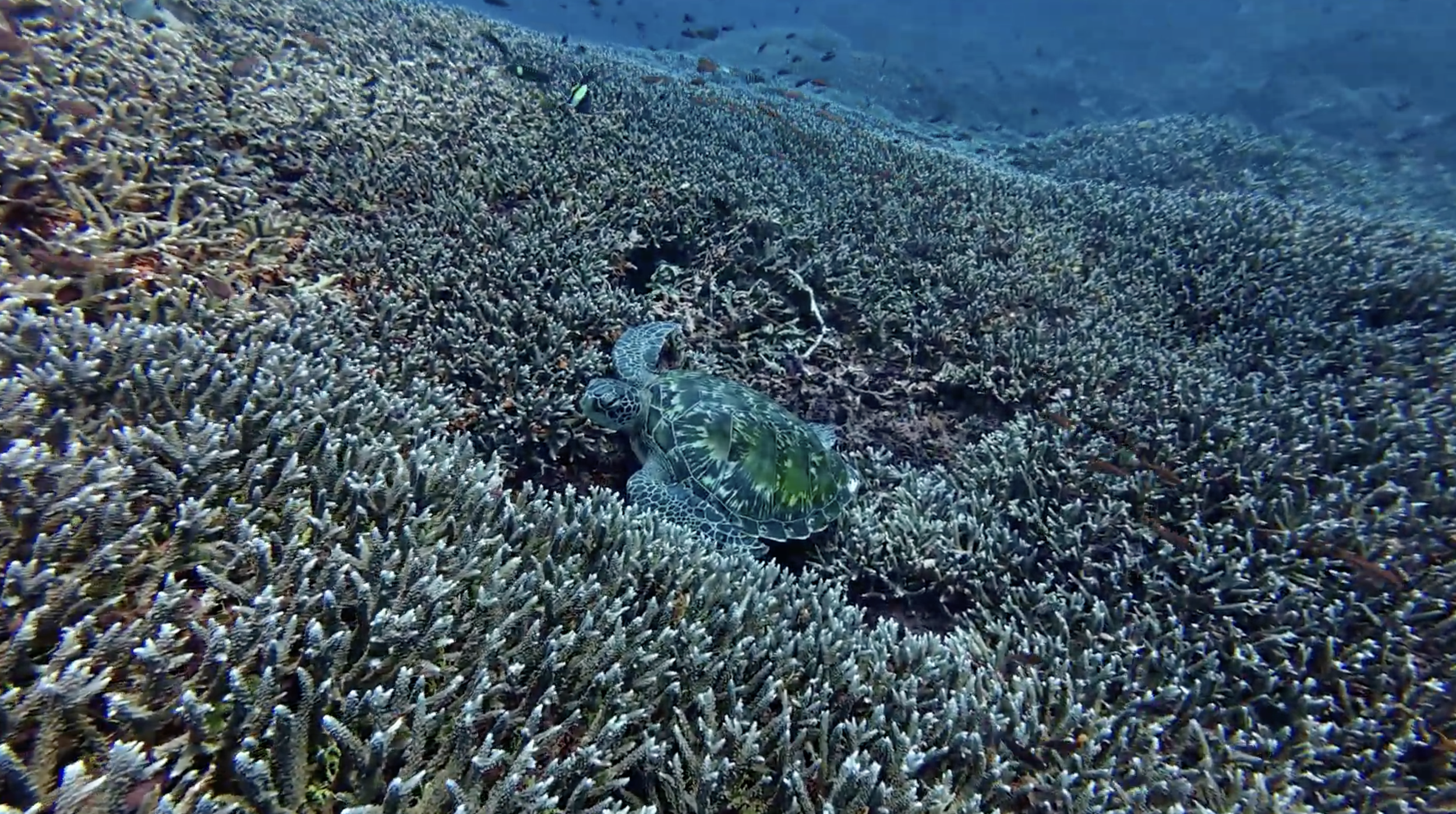A turtle nested in coral reefs