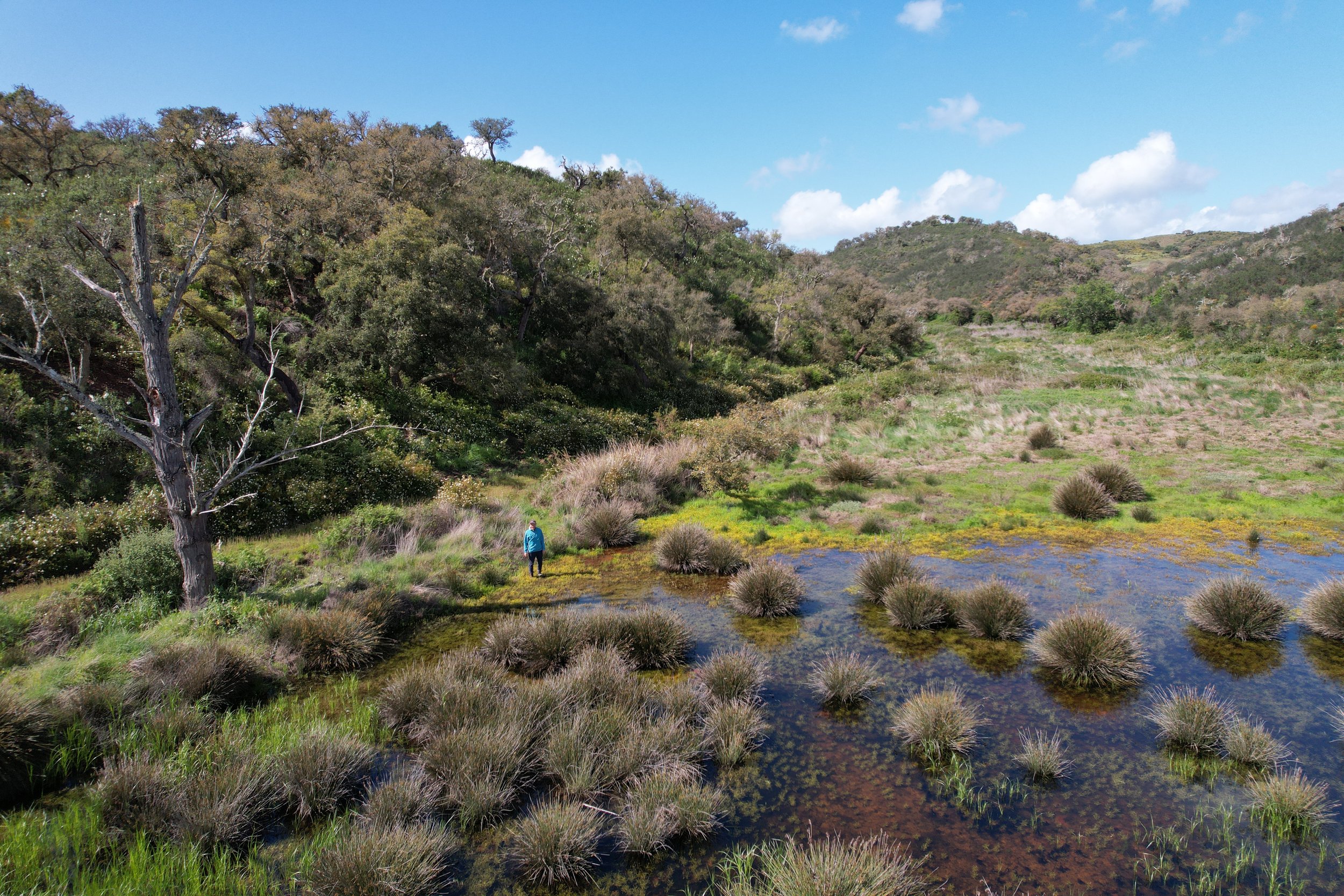A person in a blue jacket walking near water and grass-covered mounds in a wetland, with trees and hills in the background under a blue sky with some clouds.